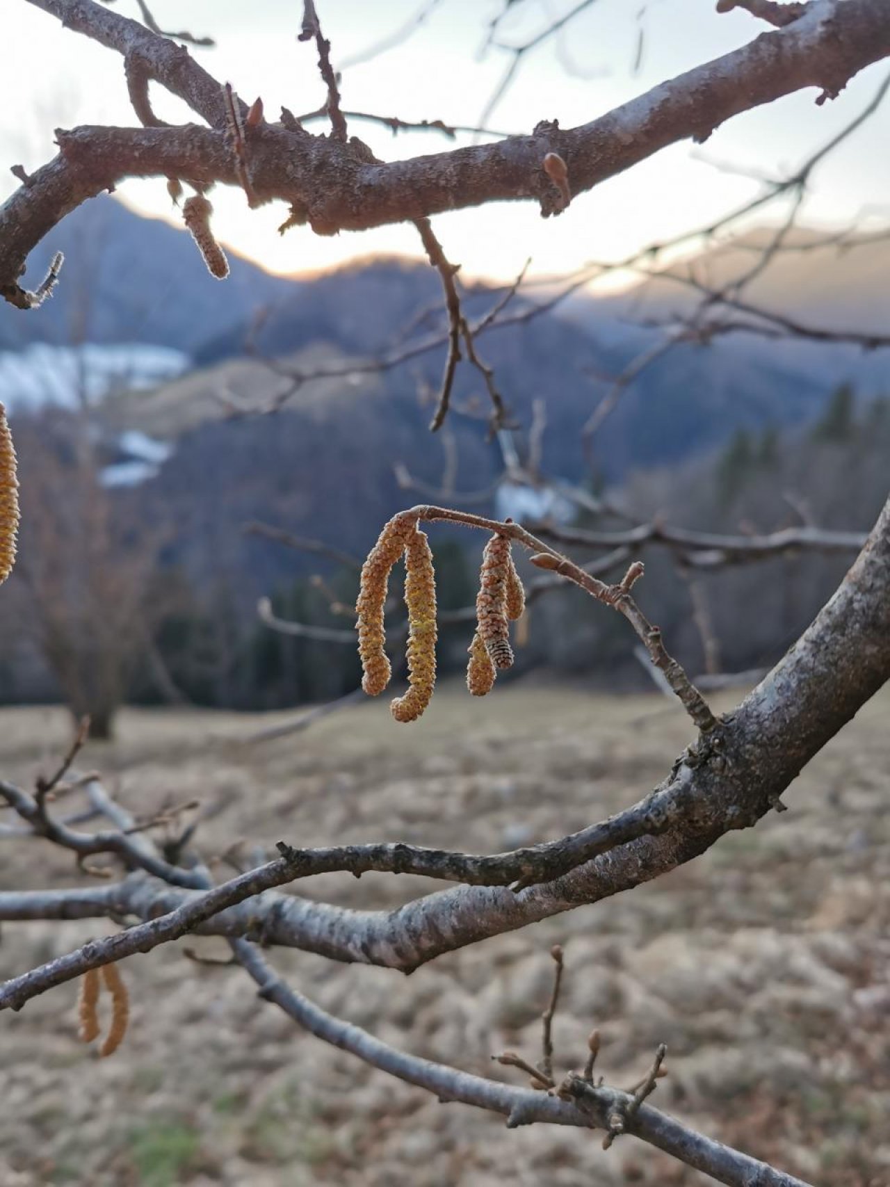 Haselstrauch in Naturkalender App spotted by Anna Pribil on 21.02.2021