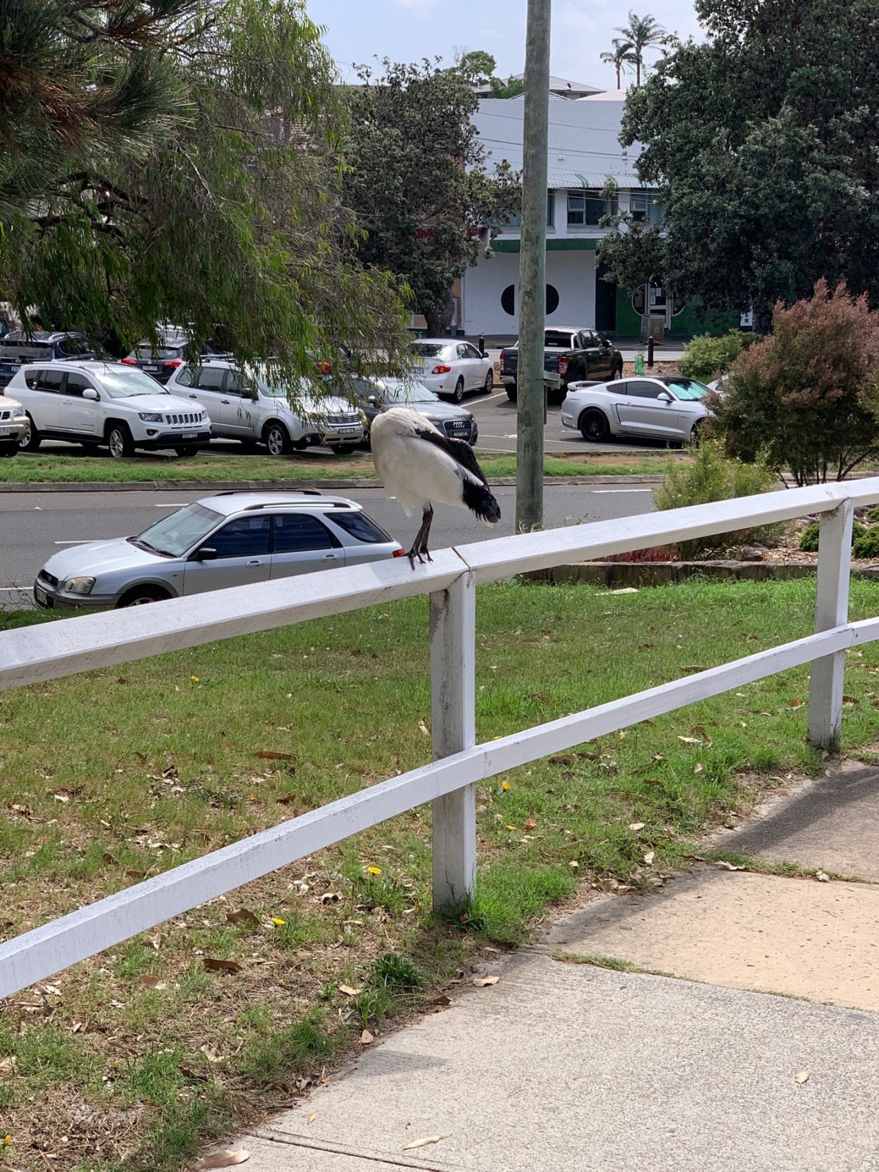 White Ibis in Big City Birds App spotted by Sean Serduk on 02.03.2021