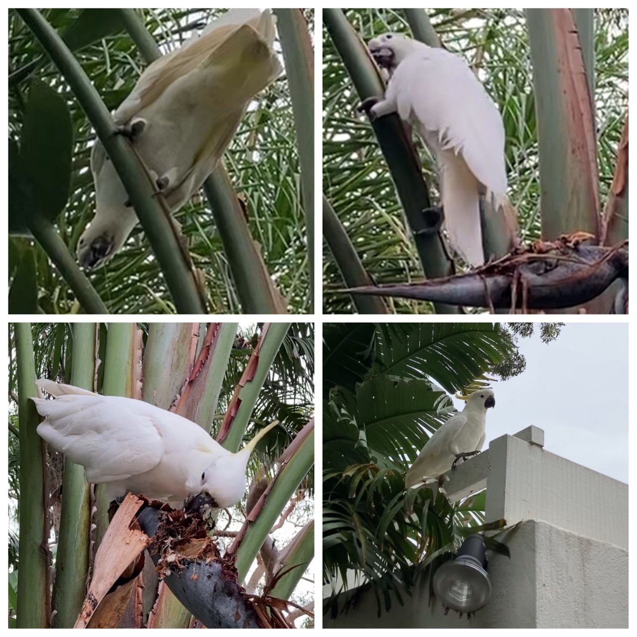 Sulphur-crested Cockatoo in Big City Birds App spotted by ednaward on 05.01.2021