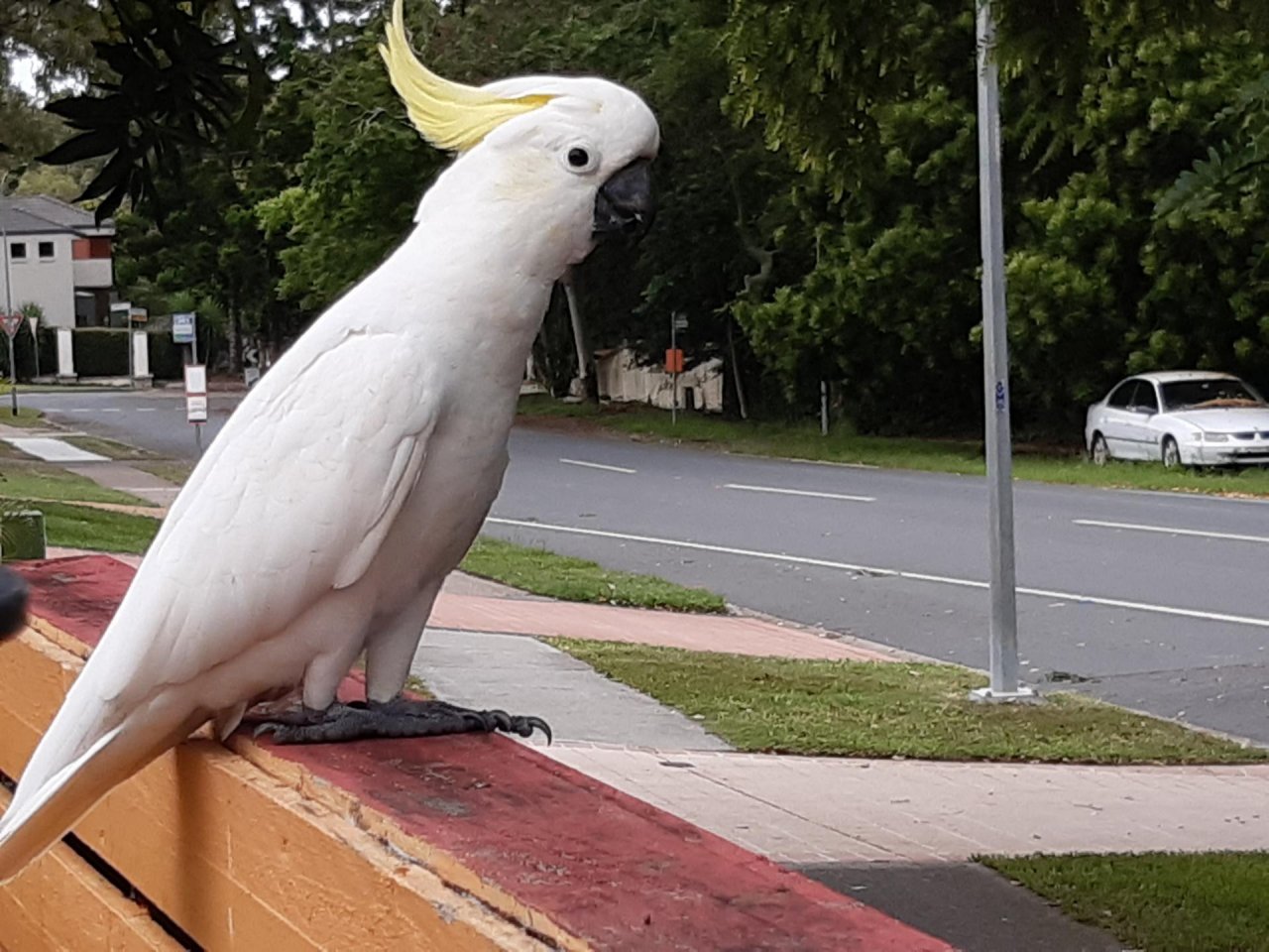 Sulphur-crested Cockatoo in Big City Birds App spotted by Feather on 09.01.2021