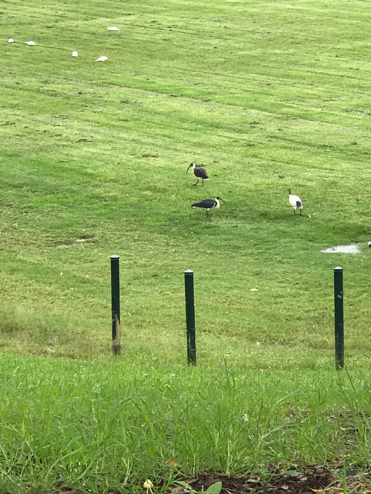 White Ibis in Big City Birds App spotted by Susanmckinnon on 26.02.2021