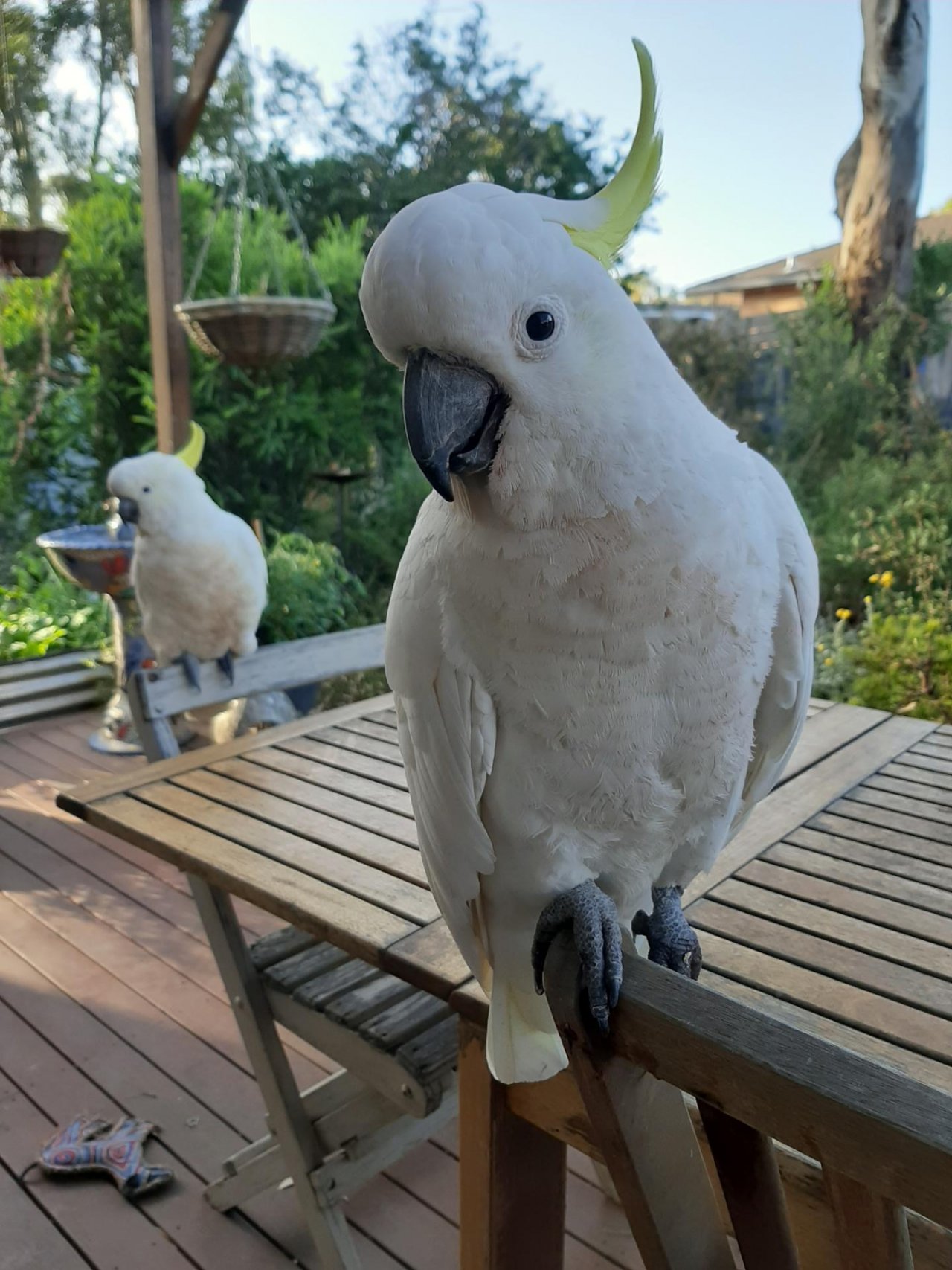 Sulphur-crested Cockatoo in Big City Birds App spotted by Karolina on 02.12.2020