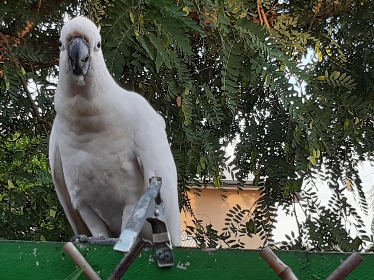 Sulphur-crested Cockatoo in Big City Birds App spotted by Feather on 28.12.2020