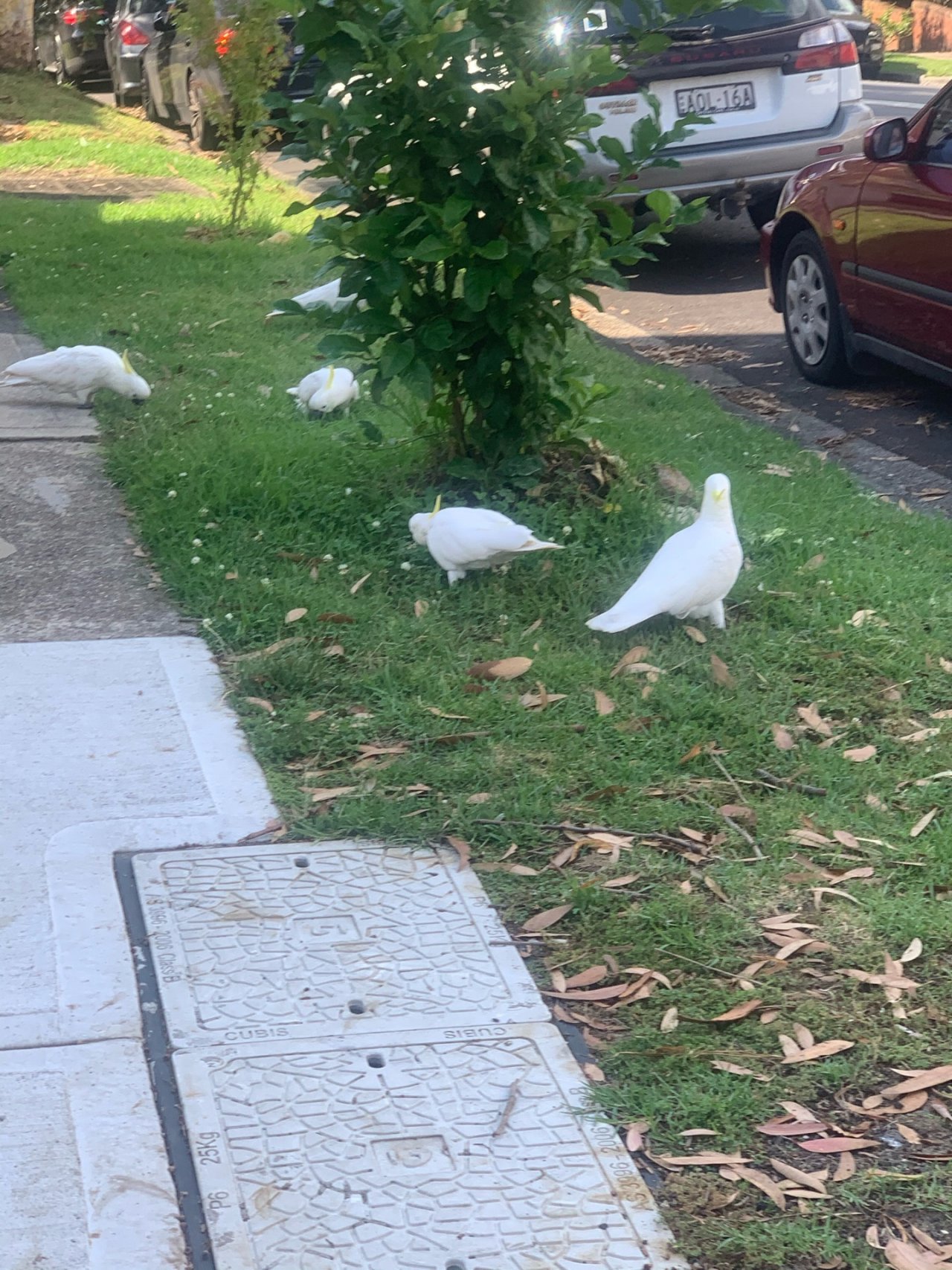 Sulphur-crested Cockatoo in Big City Birds App spotted by John Martin on 17.12.2020