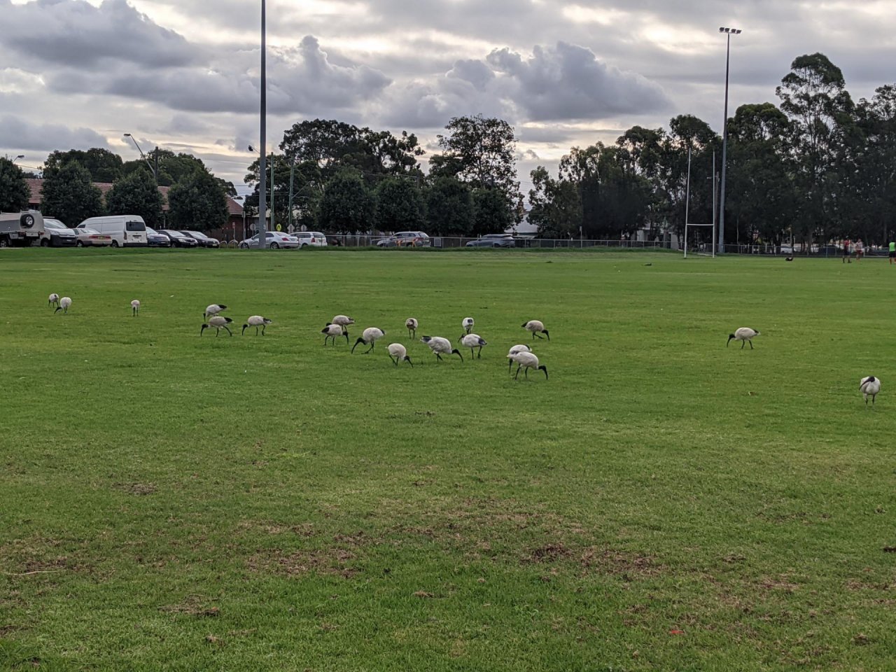 White Ibis in Big City Birds App spotted by Tina on 30.12.2020