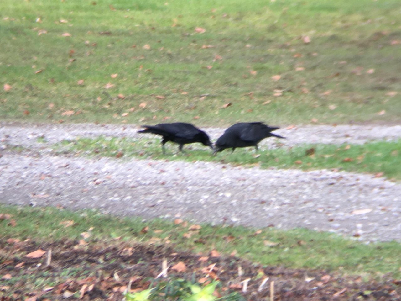 Carrion Crow in KraMobil App spotted by Andreas Ryser on 29.12.2020
