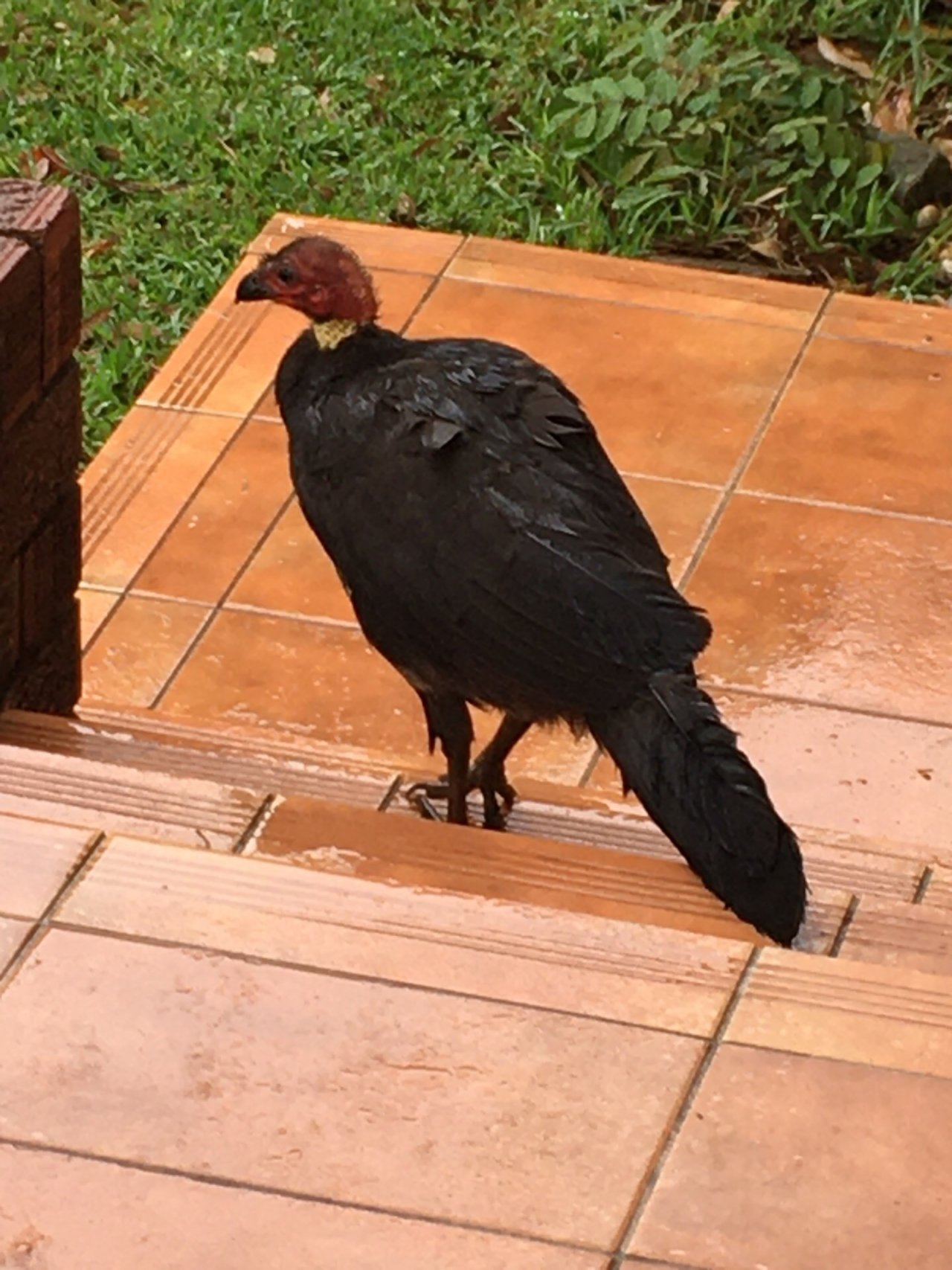 Brush-turkey in Big City Birds App spotted by Margaret Scott on 19.12.2020