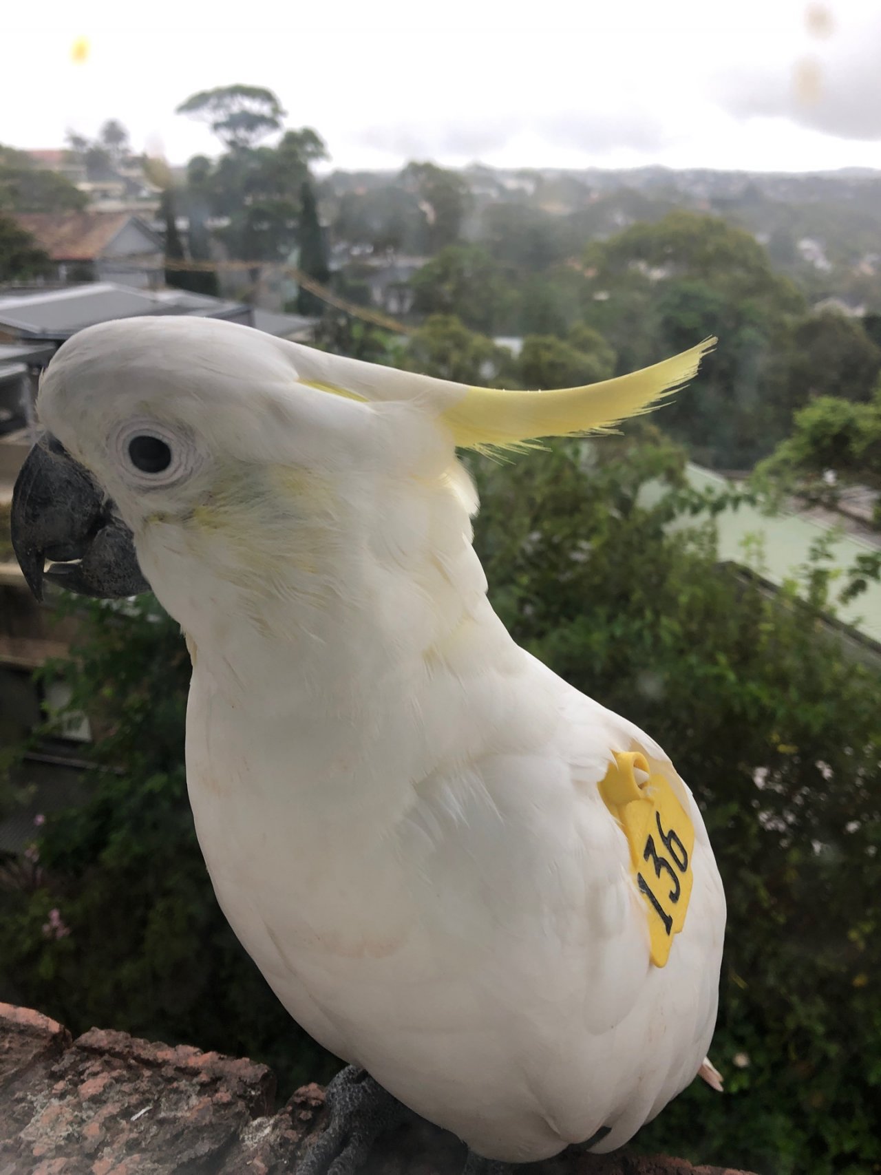 Sulphur-crested Cockatoo in Big City Birds App spotted by Cockie on 02.01.2021