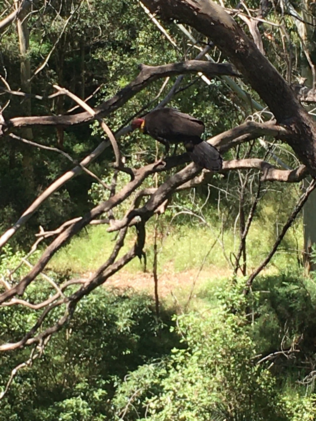 Brush-turkey in Big City Birds App spotted by Margaret Scott on 16.01.2021