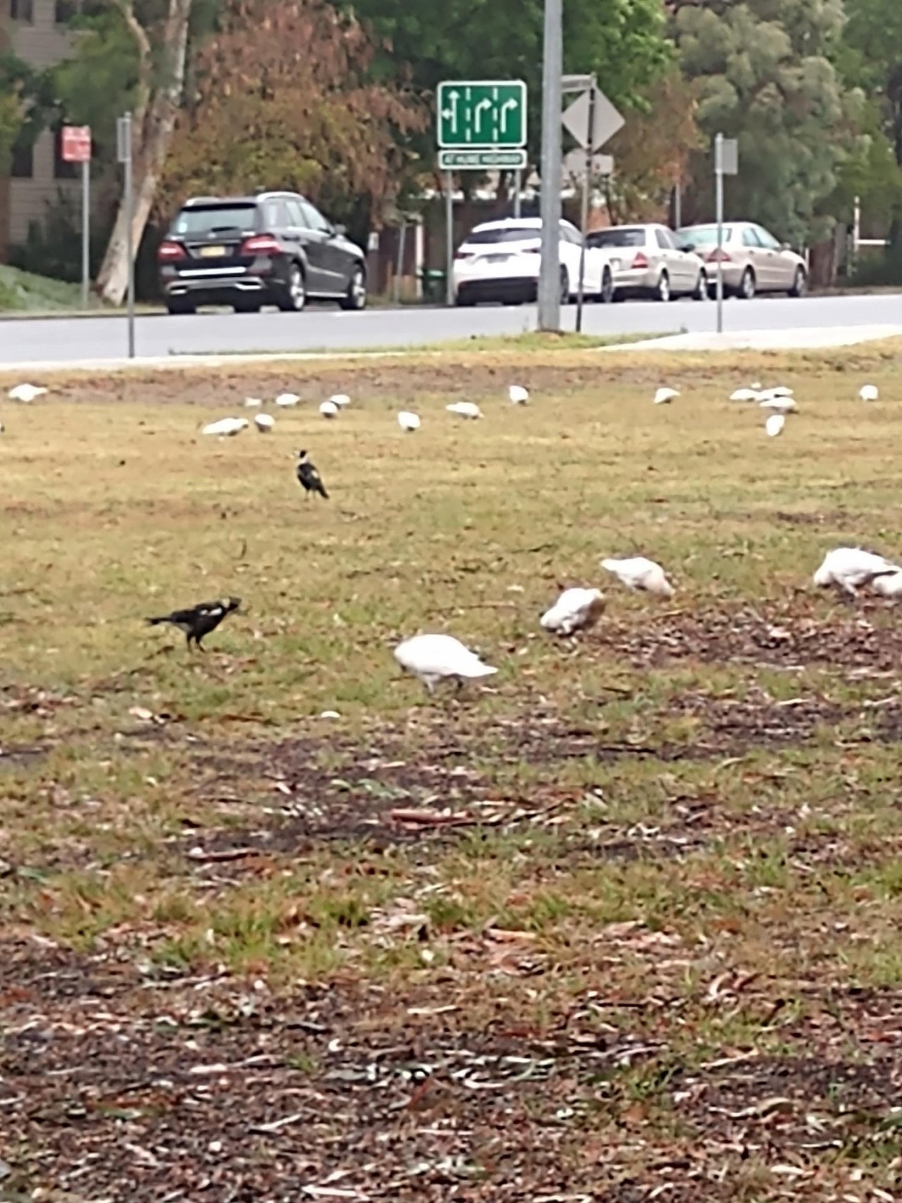 Sulphur-crested Cockatoo in Big City Birds App spotted by Anna on 15.12.2020