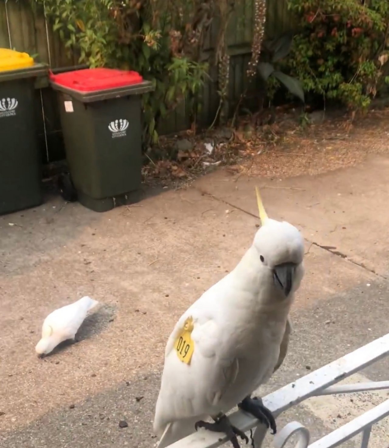 Sulphur-crested Cockatoo in Big City Birds App spotted by Magdalana Conin on 07.01.2021