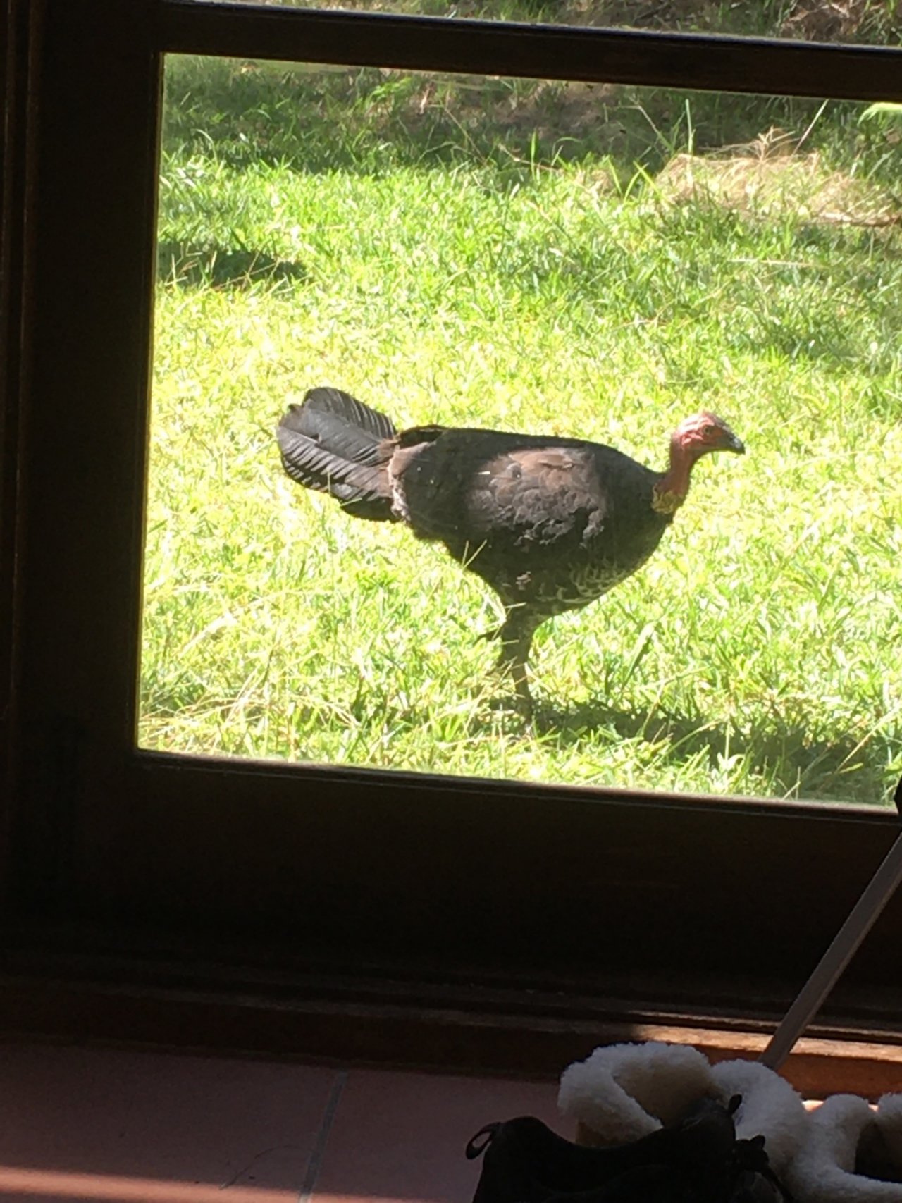 Brush-turkey in Big City Birds App spotted by bookbook on 26.02.2021