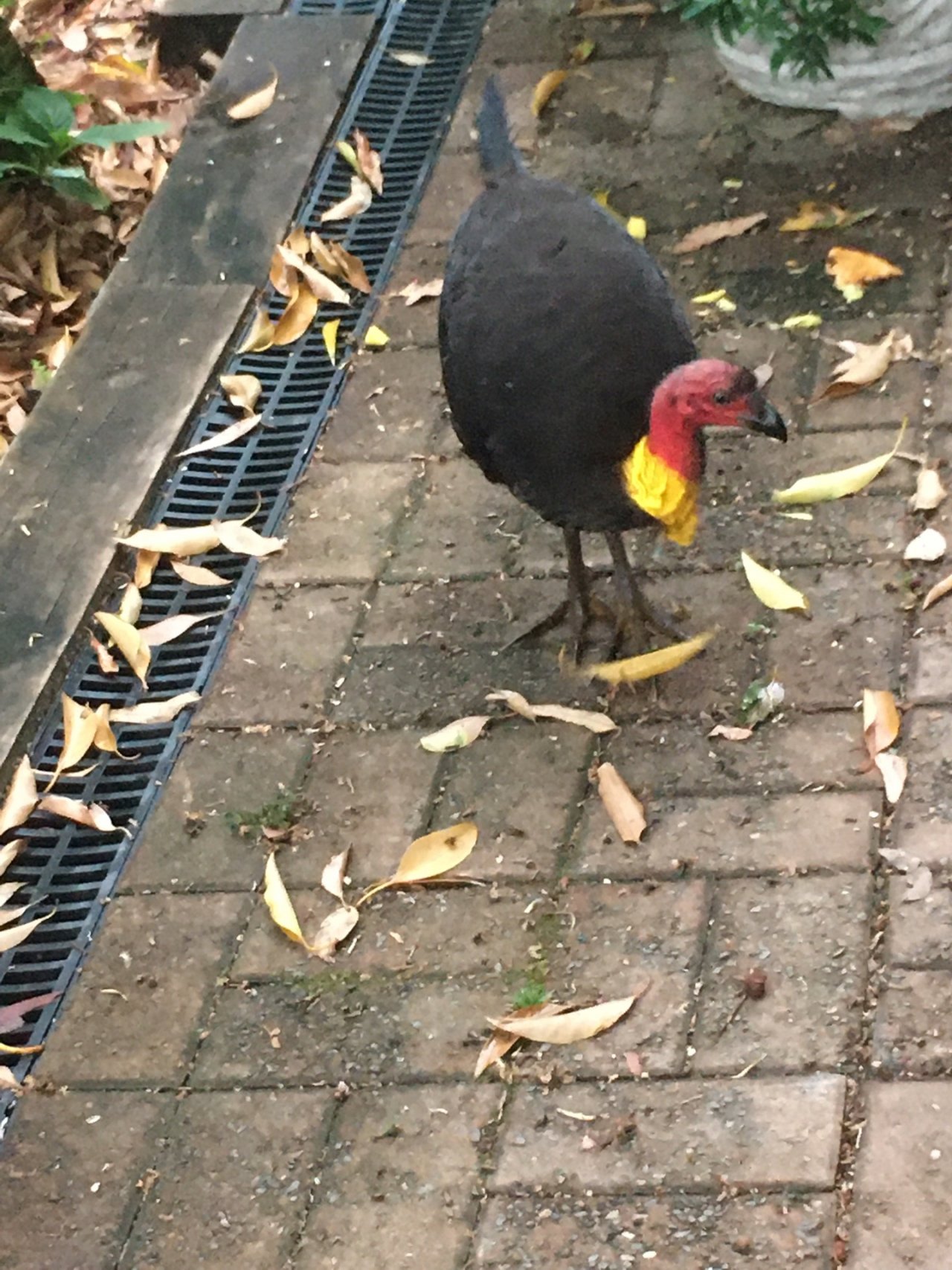 Brush-turkey in Big City Birds App spotted by Margaret Scott on 18.12.2020