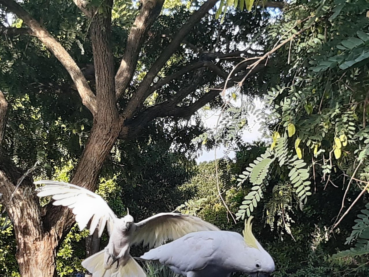 Sulphur-crested Cockatoo in Big City Birds App spotted by Feather on 11.01.2021