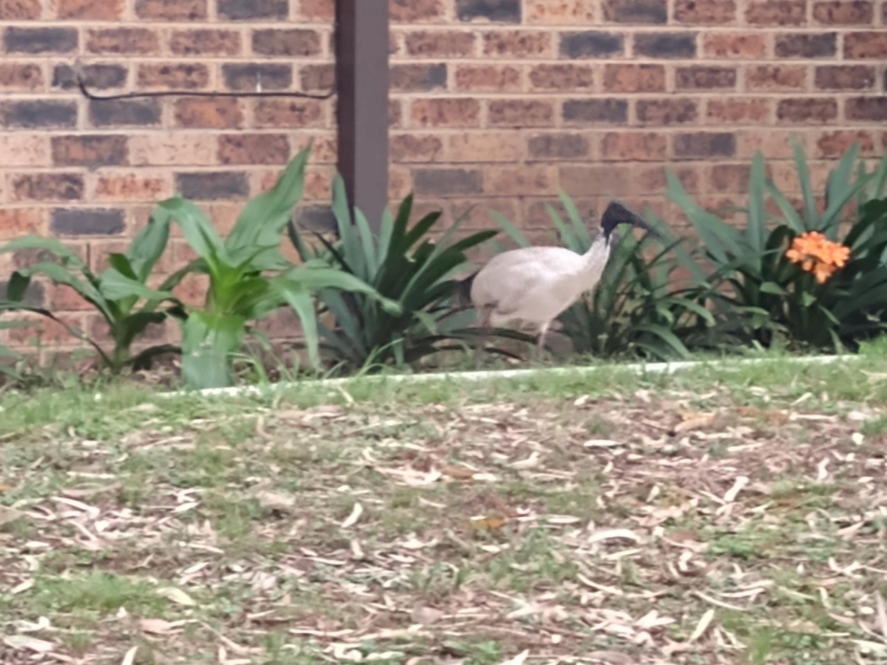 White Ibis in Big City Birds App spotted by Anna on 26.12.2020