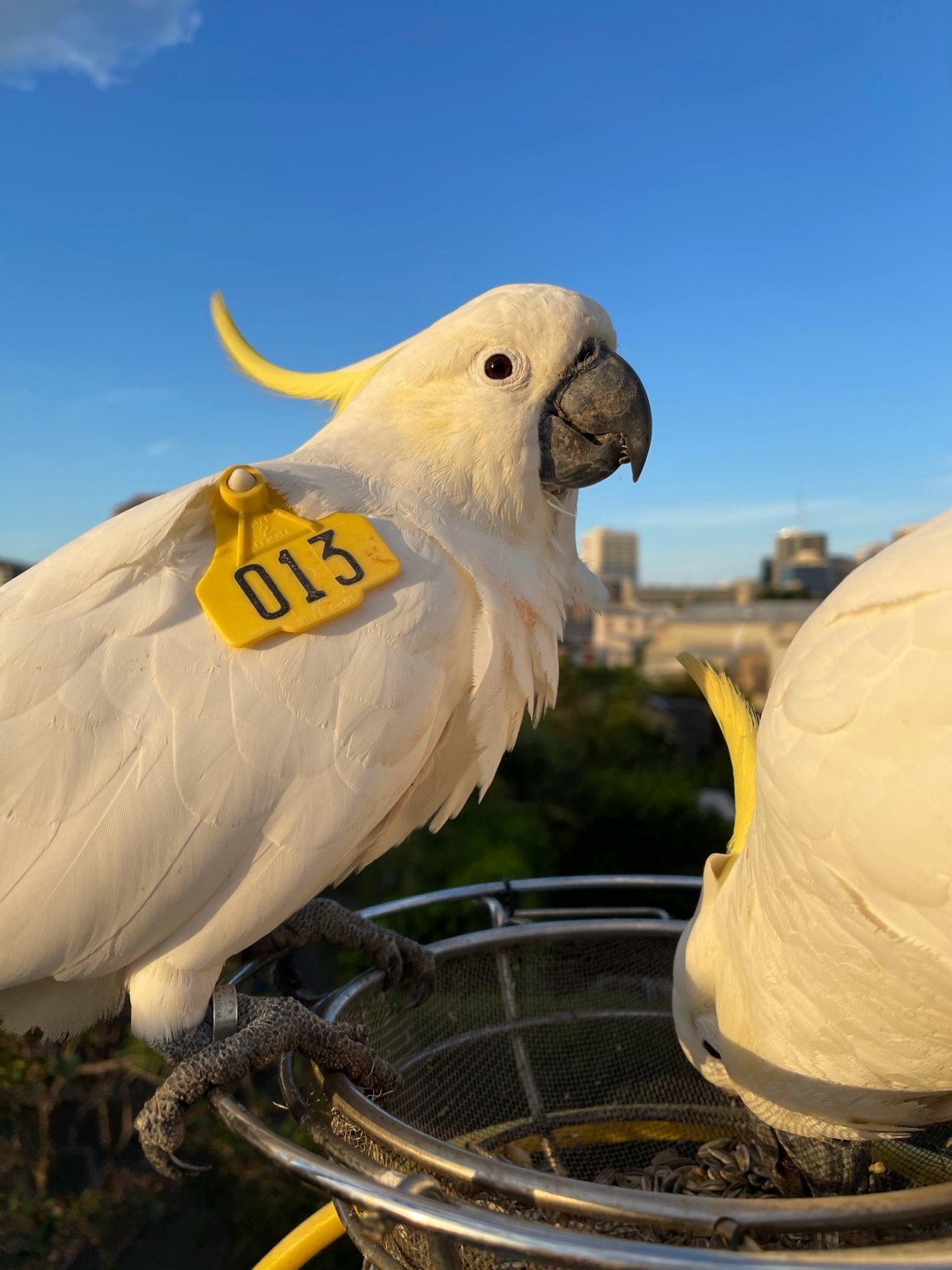 Sulphur-crested Cockatoo in Big City Birds App spotted by Di Quick on 24.12.2020