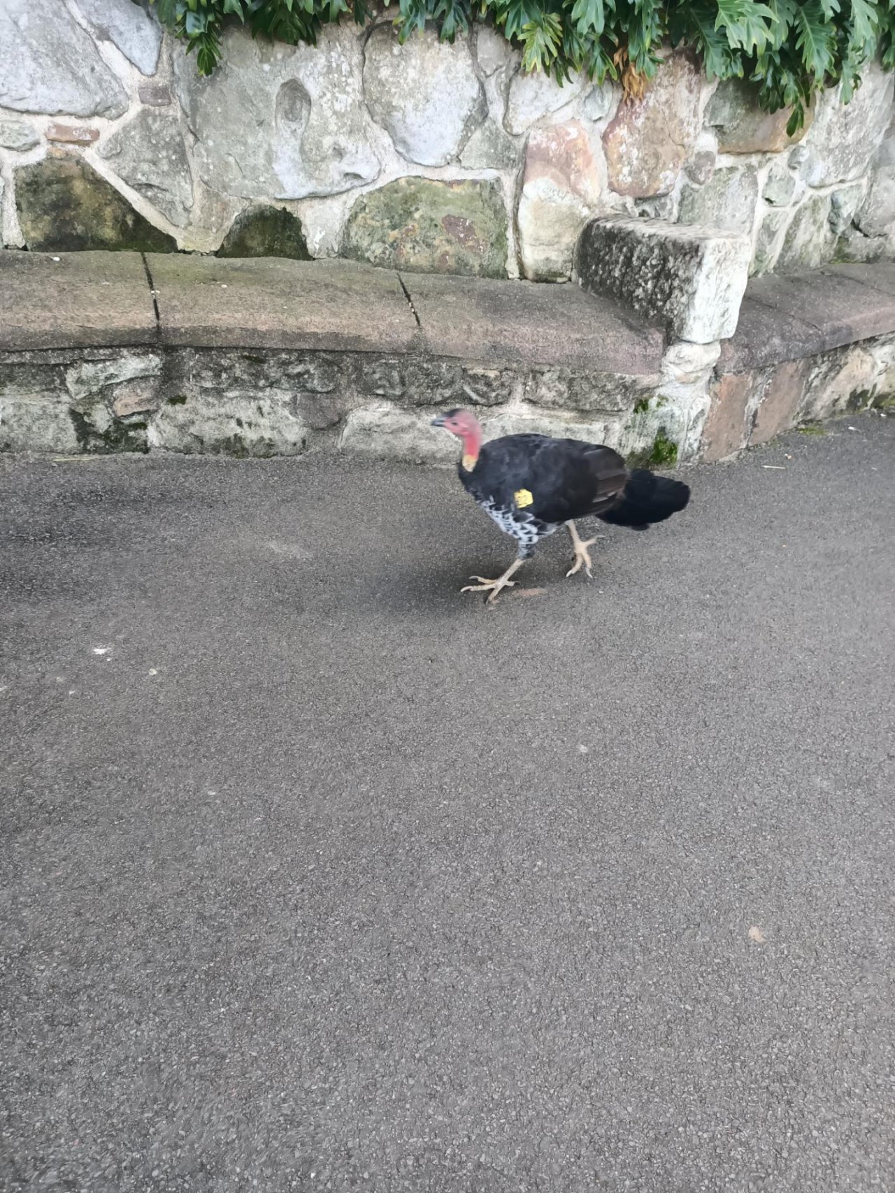 Brush-turkey in Big City Birds App spotted by Madi Le M on 06.03.2021