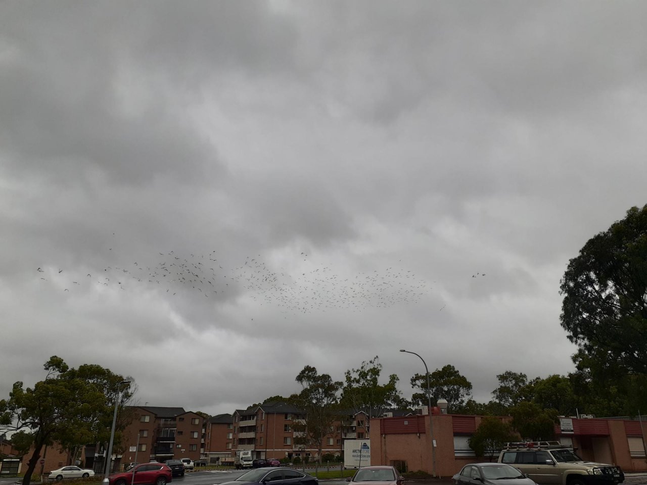 Little Corella in Big City Birds App spotted by Glen Burt on 13.02.2021