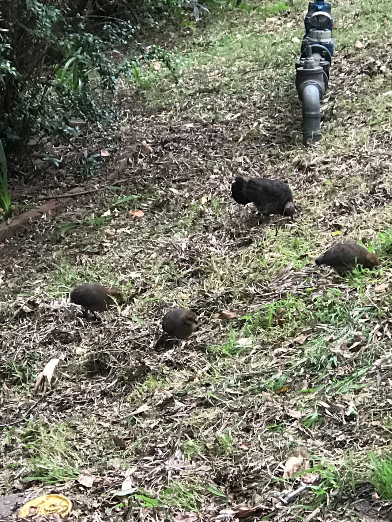 4 brush turkey chicks - 1 older 3 younger | Big City 