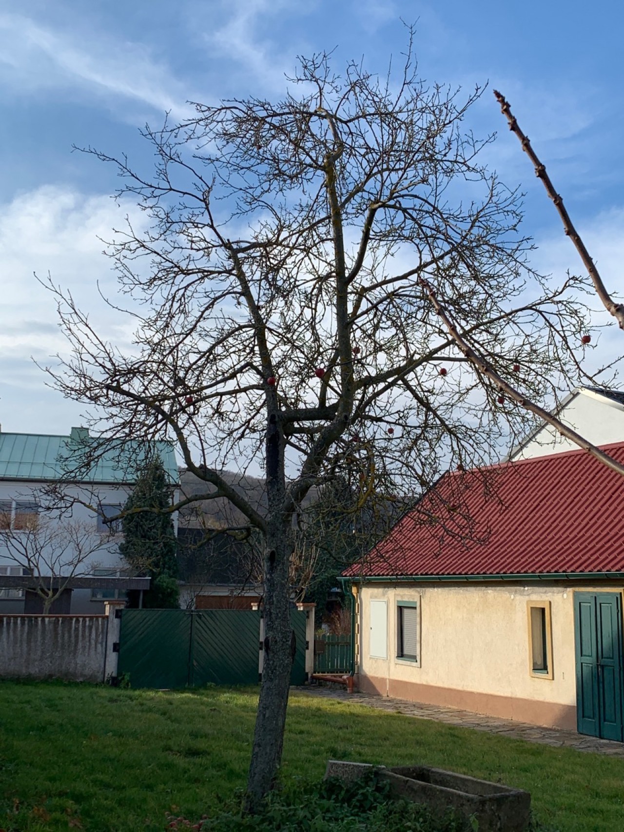 Der Apfelbaum ist ohne Blätter. | Naturkalender App | 09.12.2020