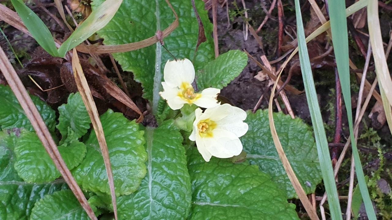 Stengellose Primel in Naturkalender Burgenland App spotted by NMS  Pur, 1 - 3 on 24.12.2020