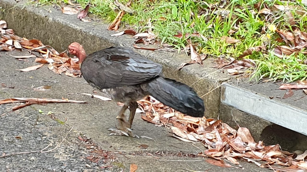 Brush-turkey in Big City Birds App spotted by Carole Riley on 15.12.2020