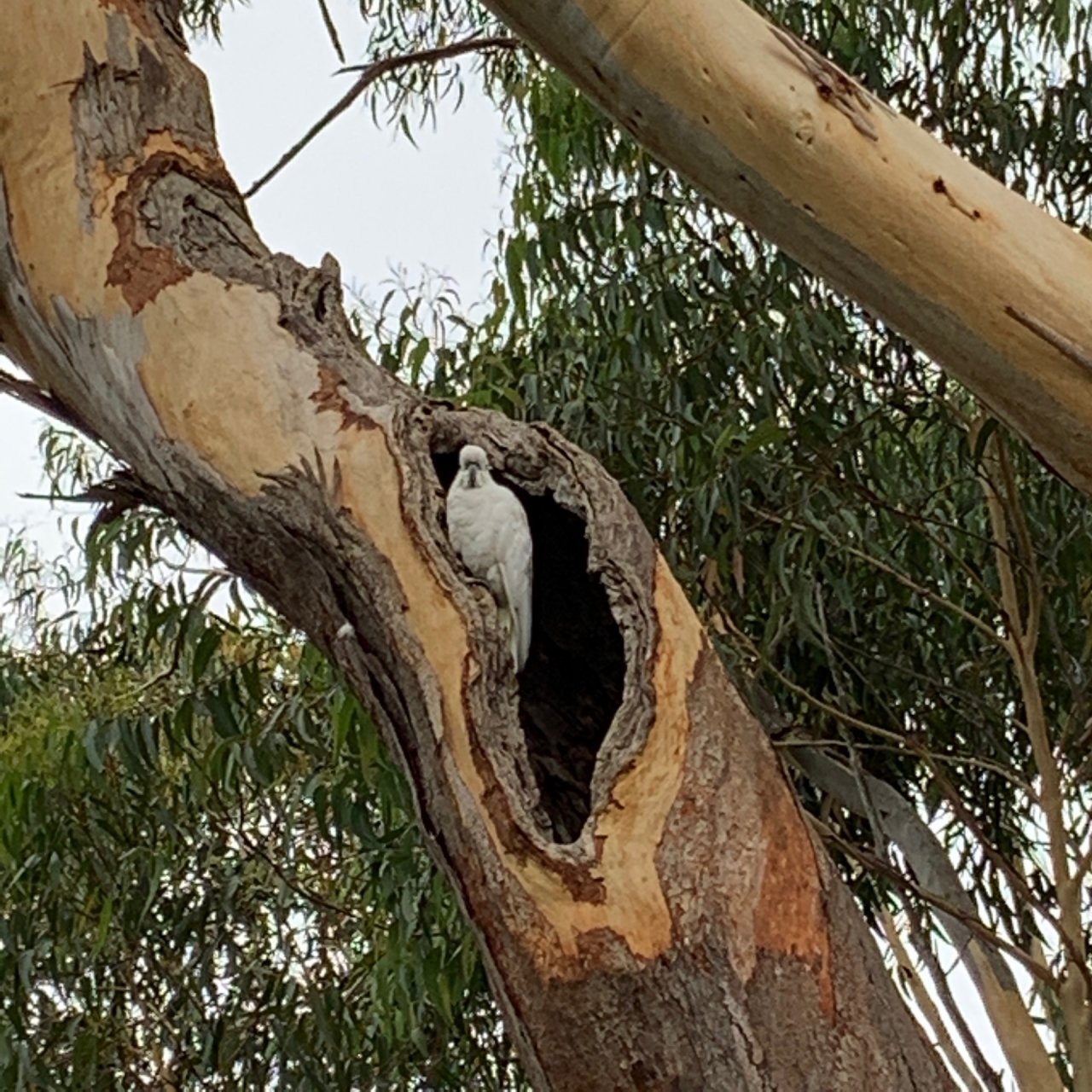 Sulphur-crested Cockatoo in Big City Birds App spotted by Feathers Oz on 19.12.2020