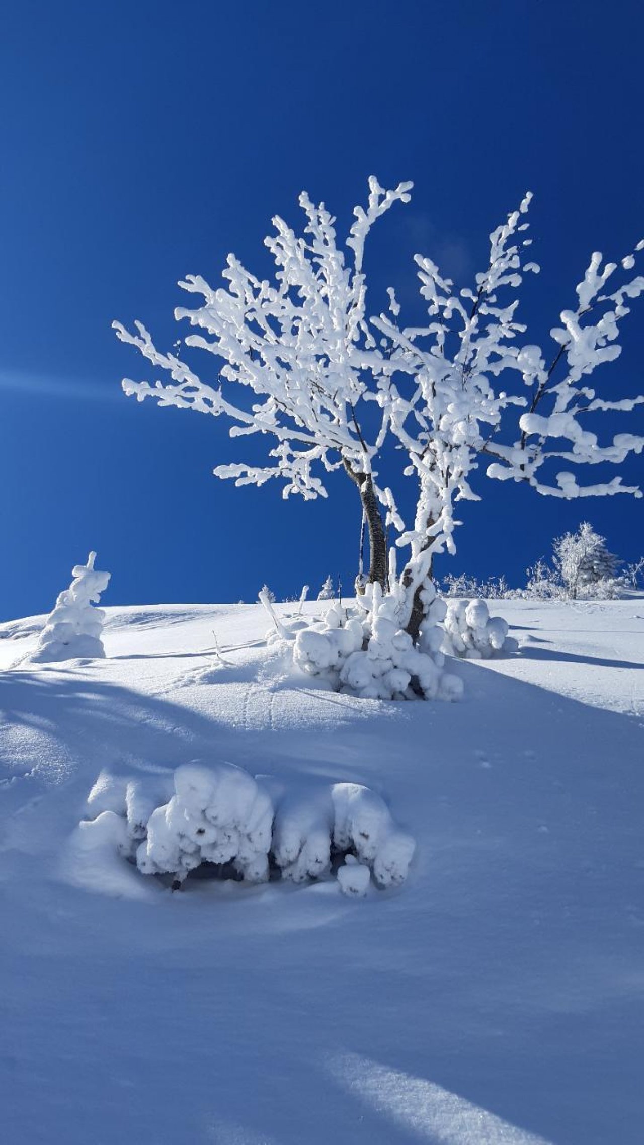 Zusammenhängende Schneedecke in Naturkalender App spotted by Julihele on 12.02.2021