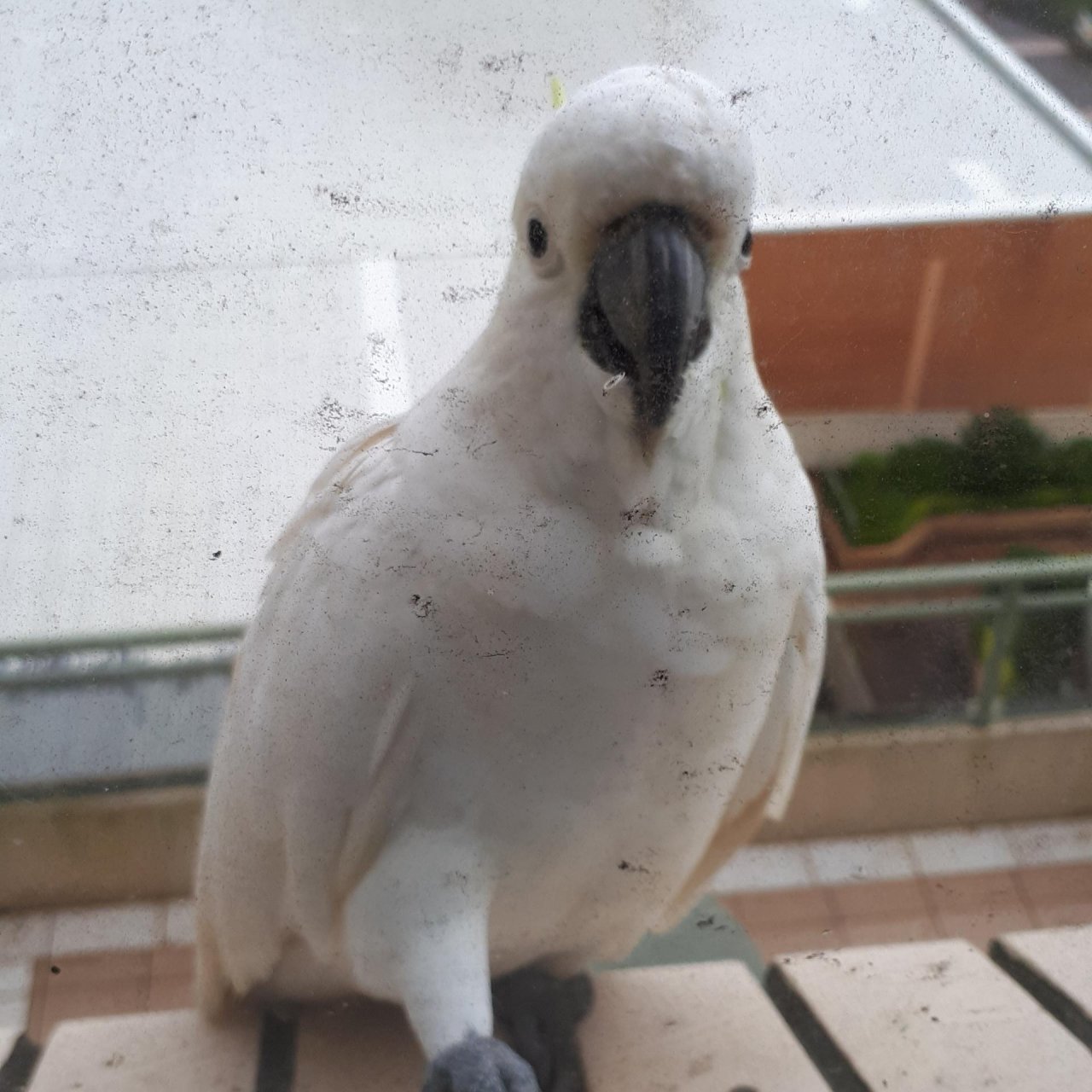 Sulphur-crested Cockatoo in Big City Birds App spotted by Julie Vaux on 06.02.2021