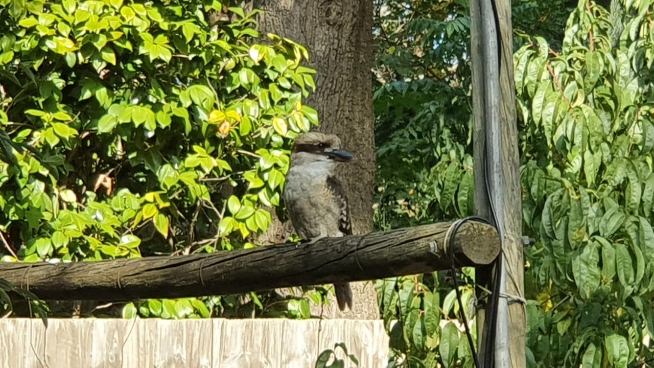 Other bird in Big City Birds App spotted by Pythonchicky on 12.03.2021