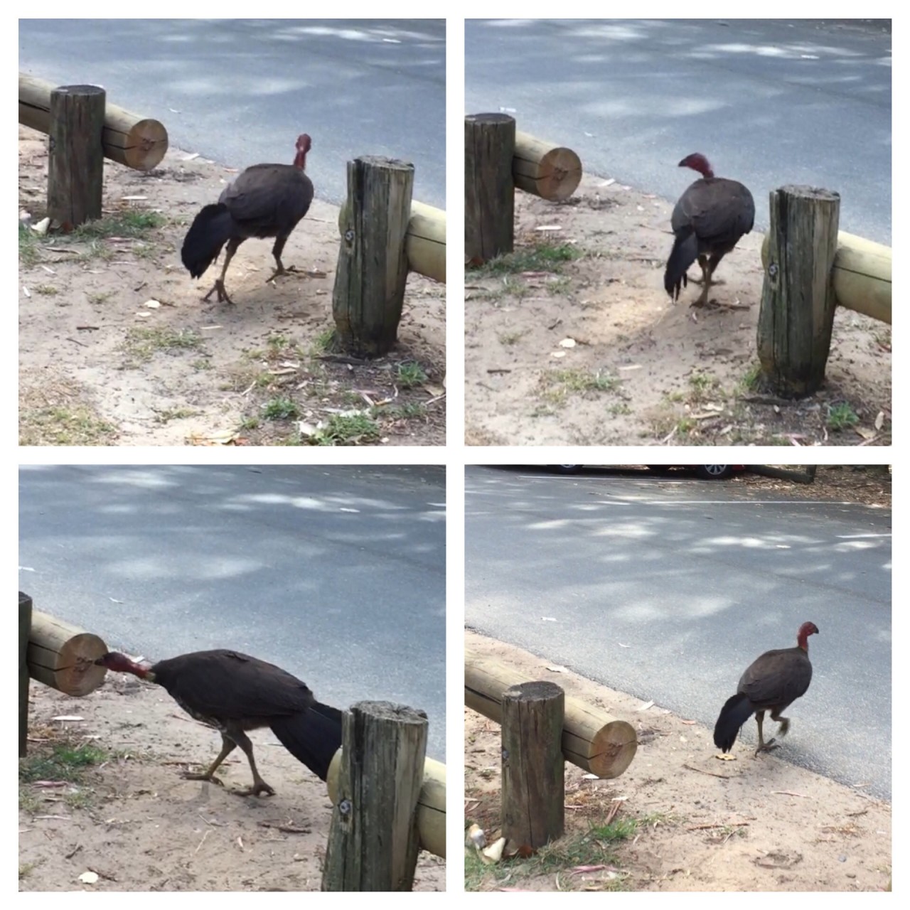 They must have very good eyesight. Just wondering around at Clontarf Beach 