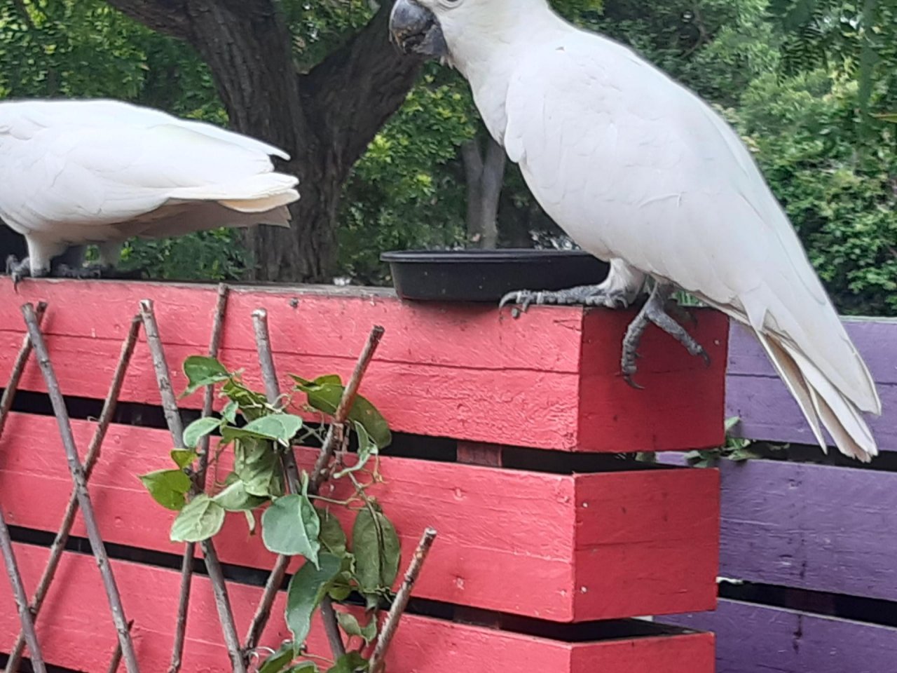 Sulphur-crested Cockatoo in Big City Birds App spotted by Feather on 20.12.2020