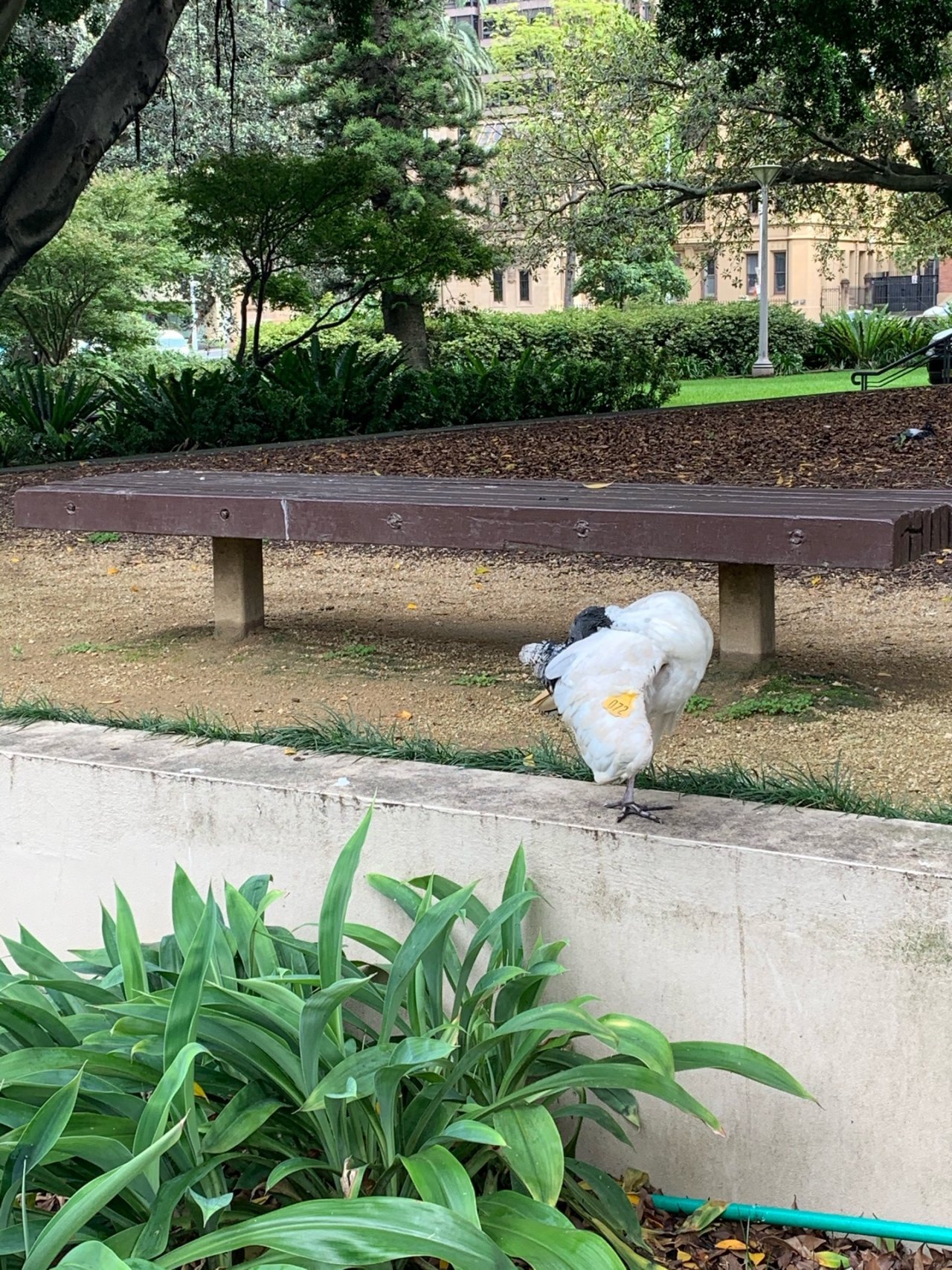 White Ibis in Big City Birds App spotted by Laurie McGuirk on 04.01.2021