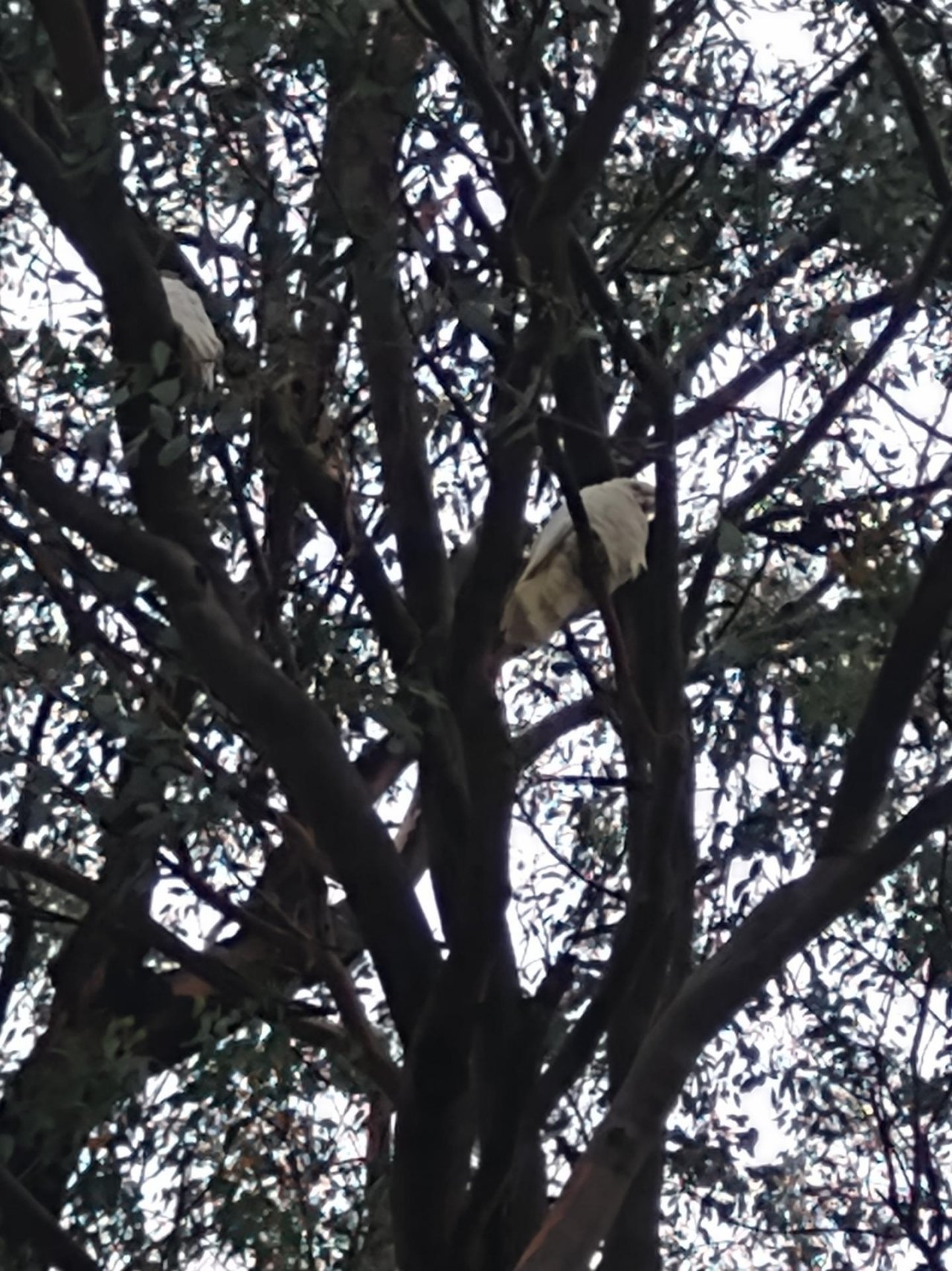 Little Corella in Big City Birds App spotted by Anna on 09.02.2021