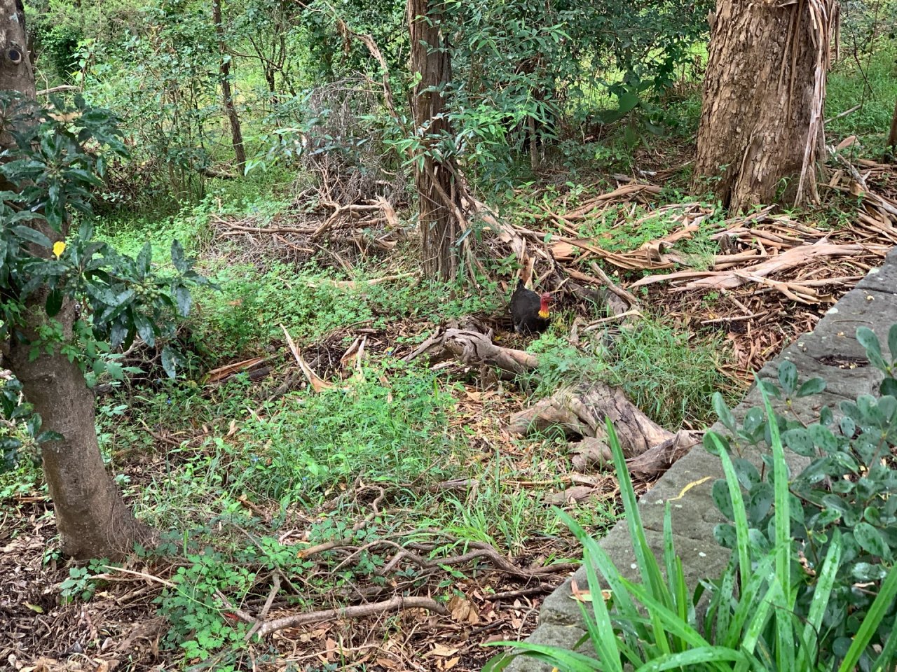 Brush-turkey in Big City Birds App spotted by rflcdlm on 07.01.2021