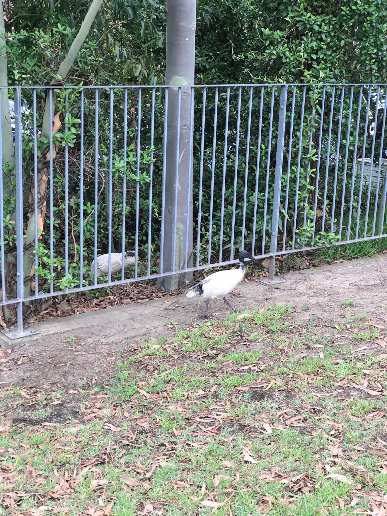 White Ibis in Big City Birds App spotted by Zoe on 25.12.2020