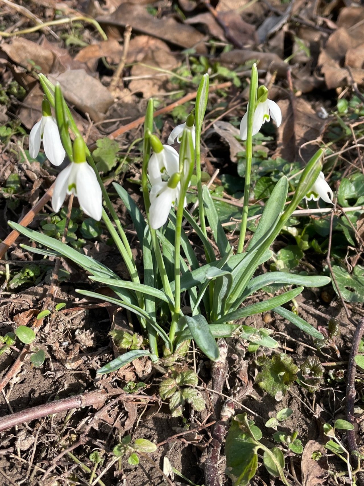 Kleines Schneegloeckchen in Naturkalender App spotted by Franz on 23.02.2021