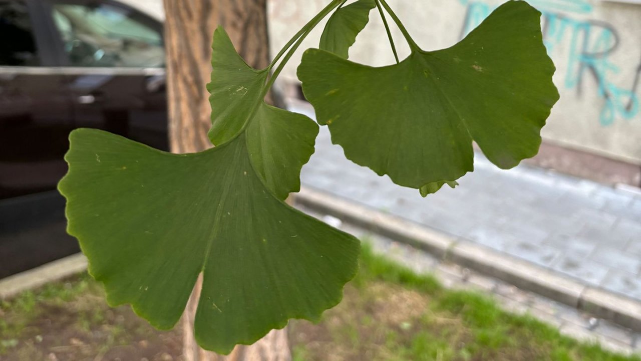 Ginkgo