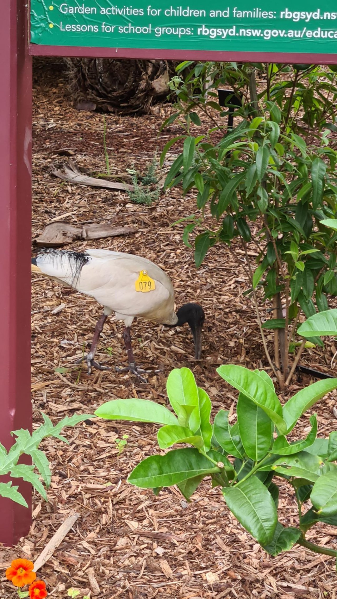 White Ibis in Big City Birds App spotted by Pocketbird on 18.12.2020