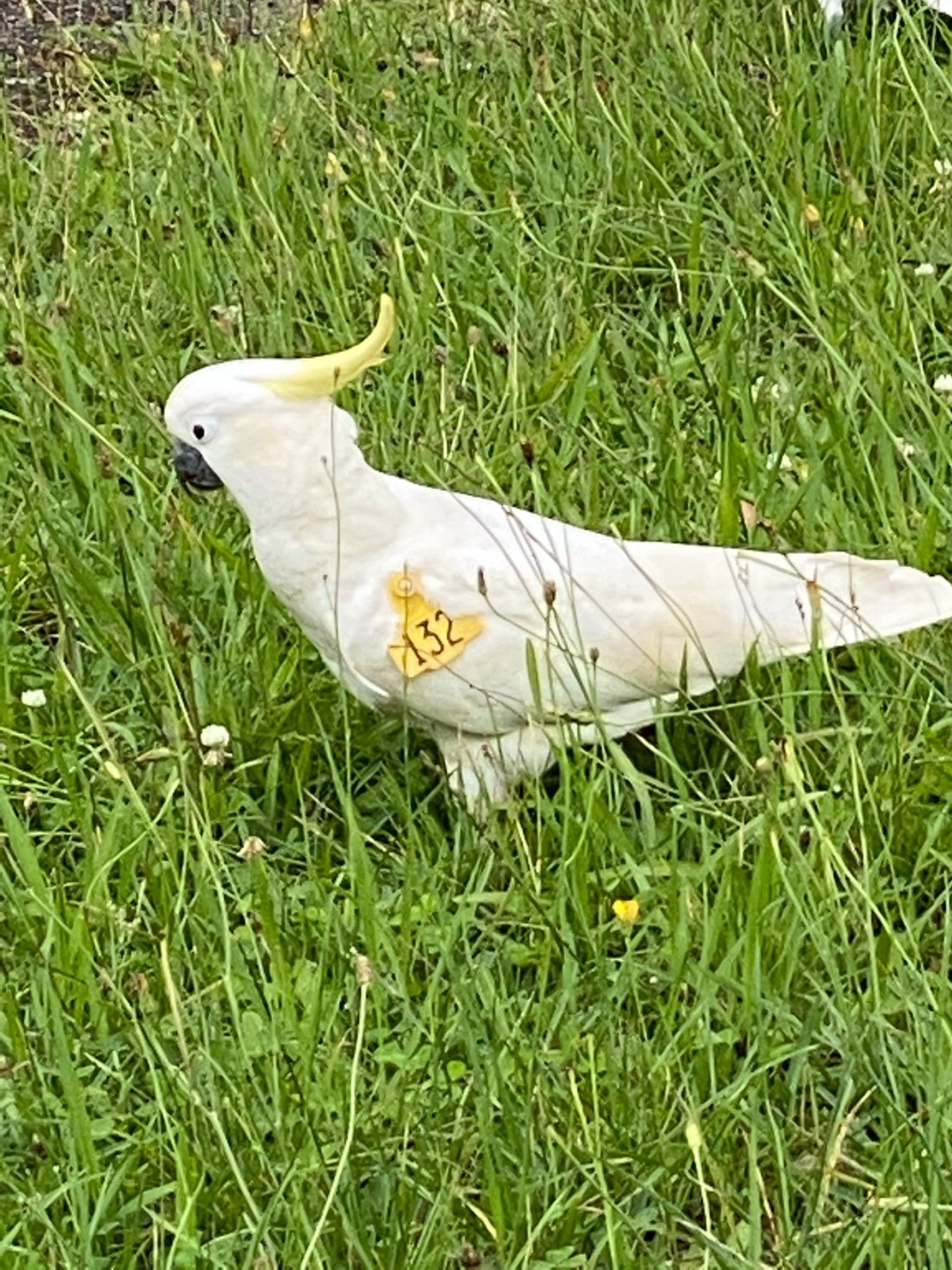 Sulphur-crested Cockatoo in Big City Birds App spotted by KLJinSyd on 31.12.2020