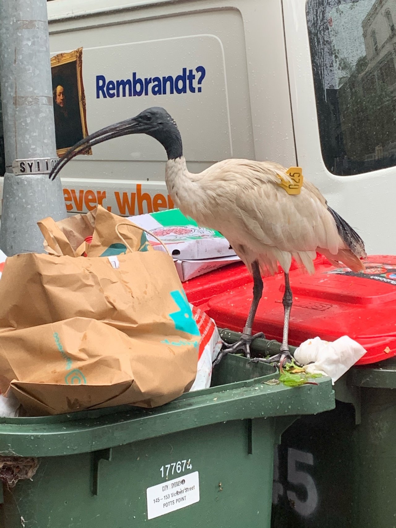 White Ibis in Big City Birds App spotted by Laurie McGuirk on 03.01.2021