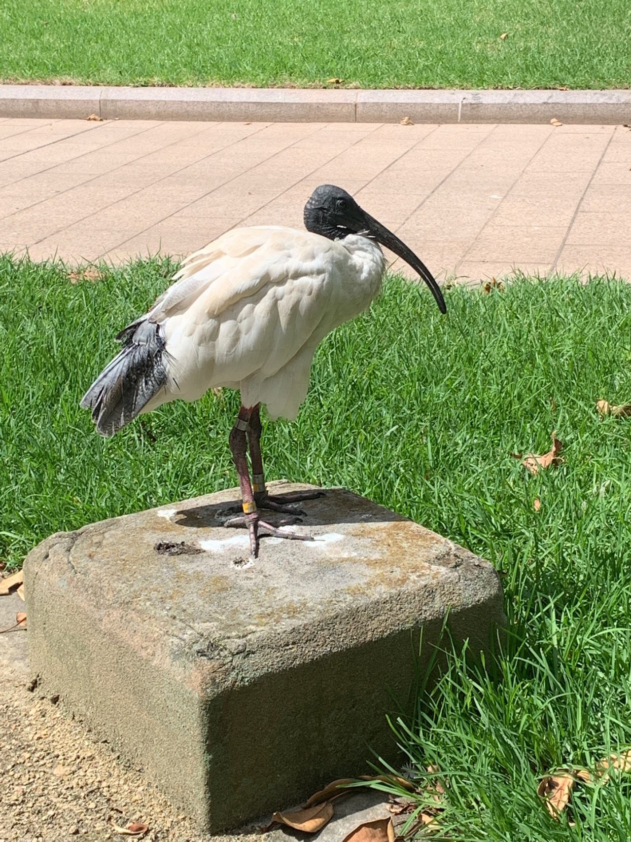 White Ibis in Big City Birds App spotted by Laurie McGuirk on 10.02.2021