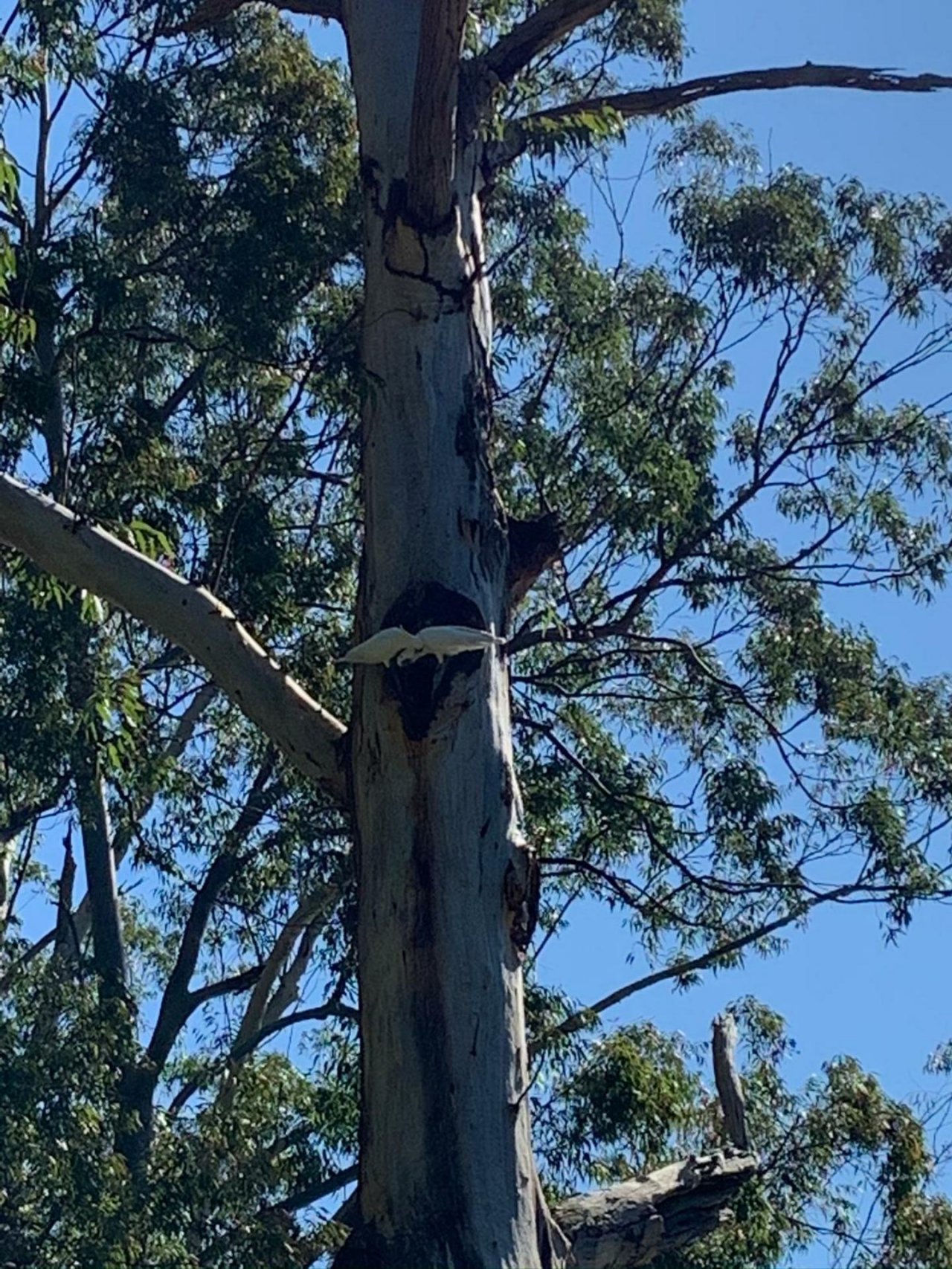 Sulphur-crested Cockatoo in Big City Birds App spotted by Elise974 on 27.09.2020