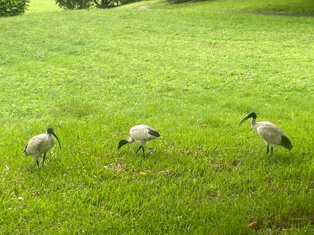 White Ibis in Big City Birds App spotted by Scurge on 27.02.2021