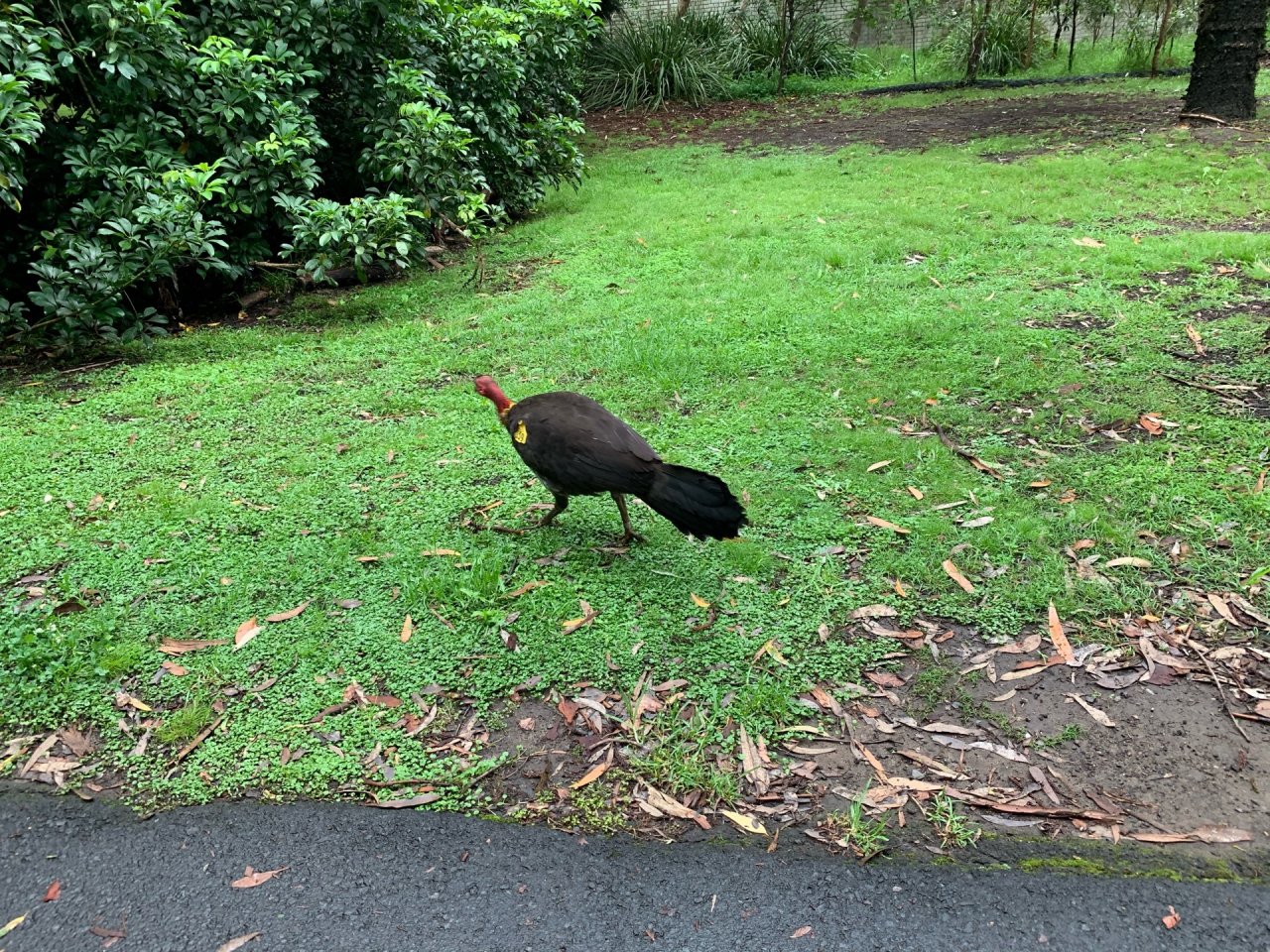 Brush-turkey in Big City Birds App spotted by rflcdlm on 01.01.2021