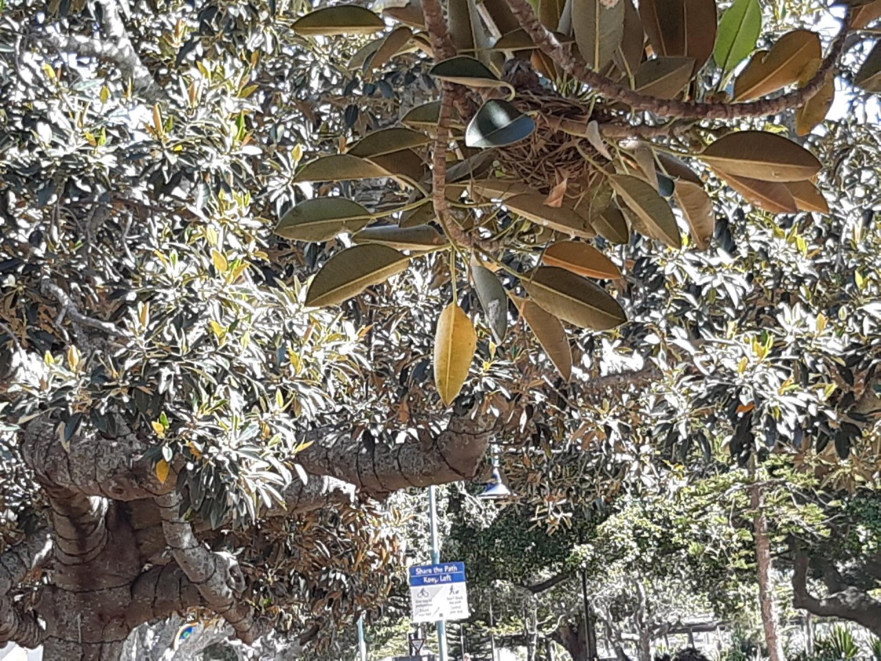 Female sitting on nest in busy park. Male replaces female and take 