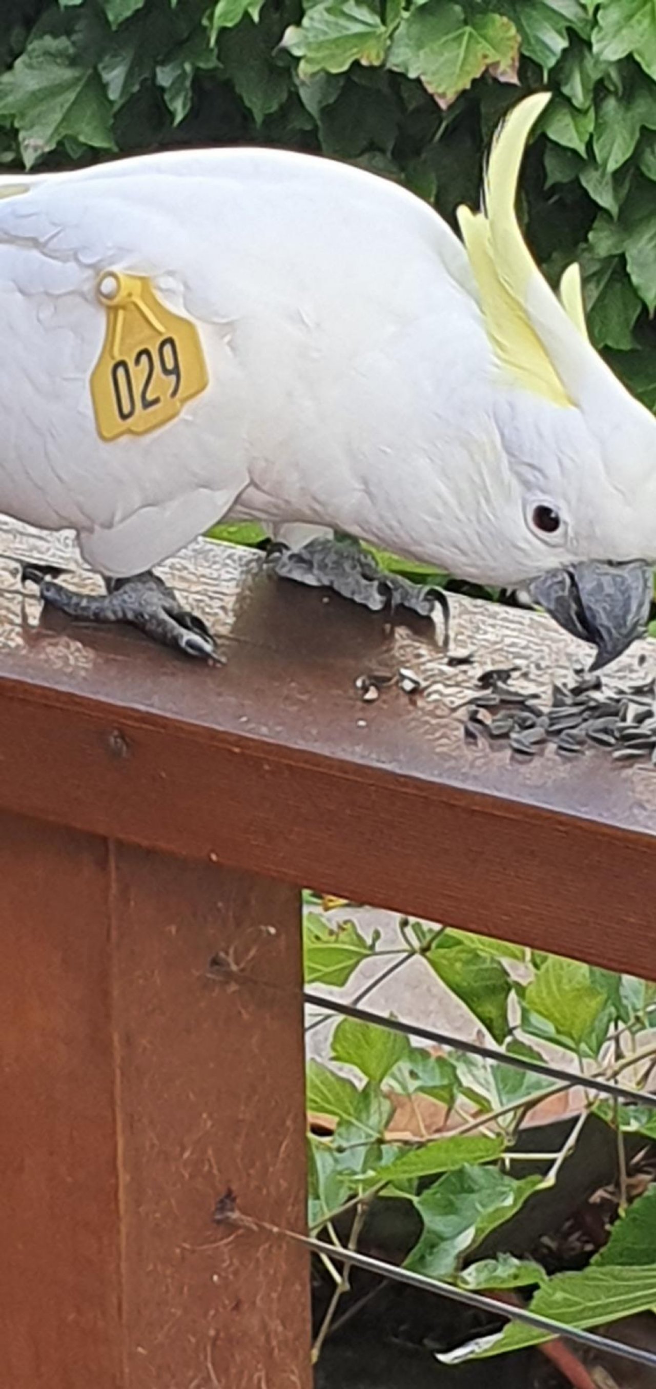 Sulphur-crested Cockatoo in Big City Birds App spotted by Fullersrd on 19.02.2021