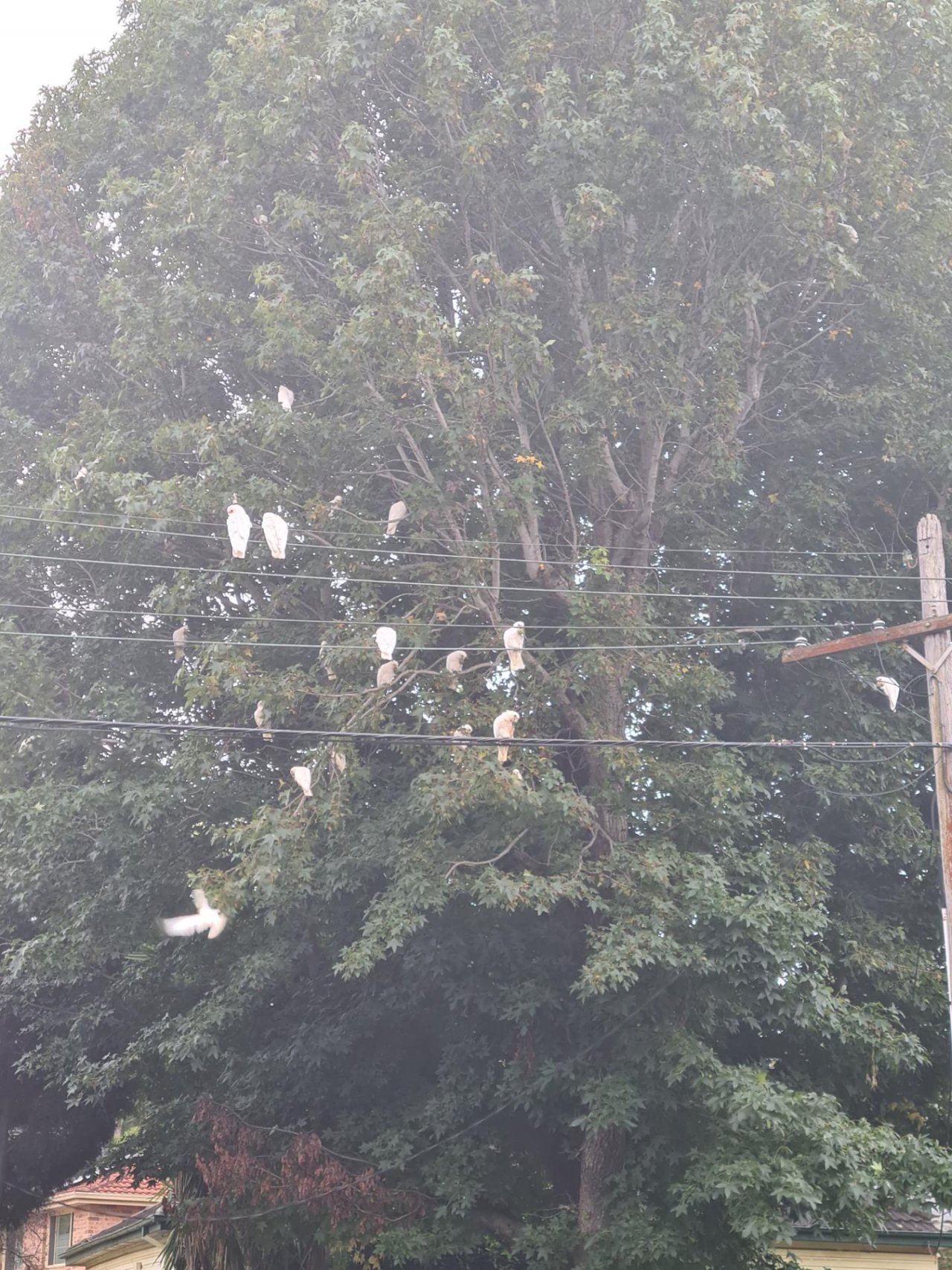 Little Corella in Big City Birds App spotted by Caroline Cheung on 27.02.2021