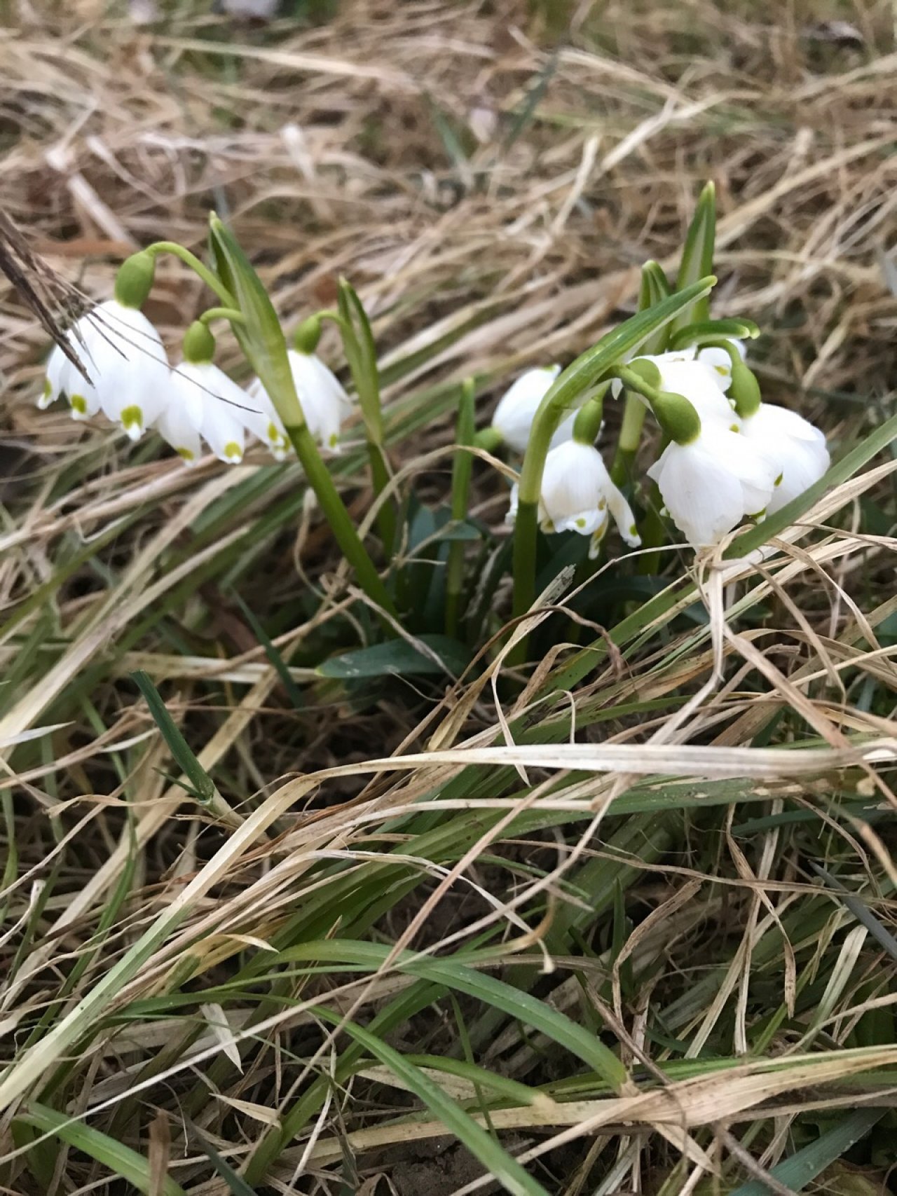 Frühlingsknotenblume in Naturkalender App spotted by Manfred Kaplan on 10.03.2021