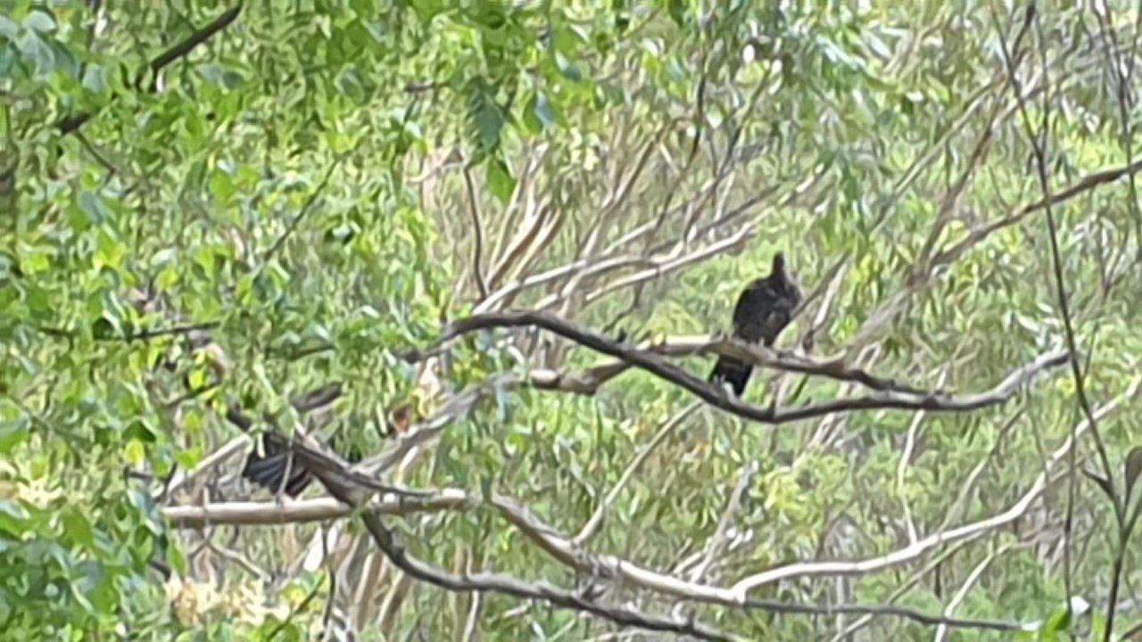 Brush-turkey in Big City Birds App spotted by Carole Riley on 22.12.2020